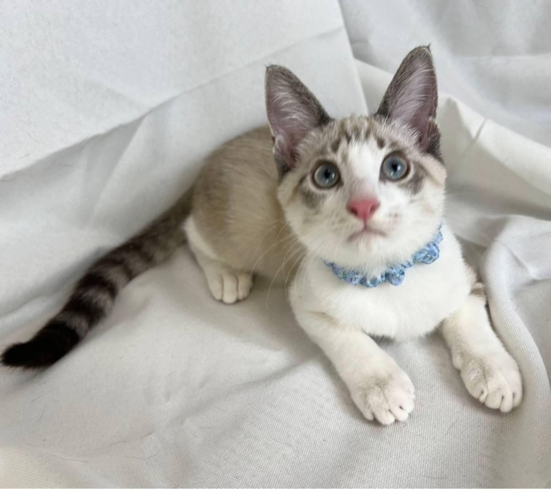 雑種（ミックス猫）・オスの里親募集の写真