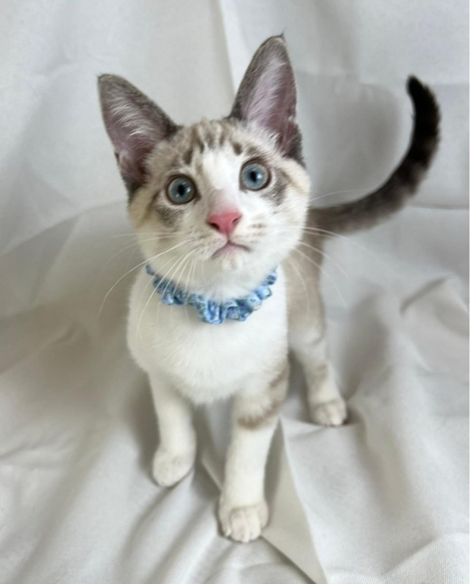pet-image-5