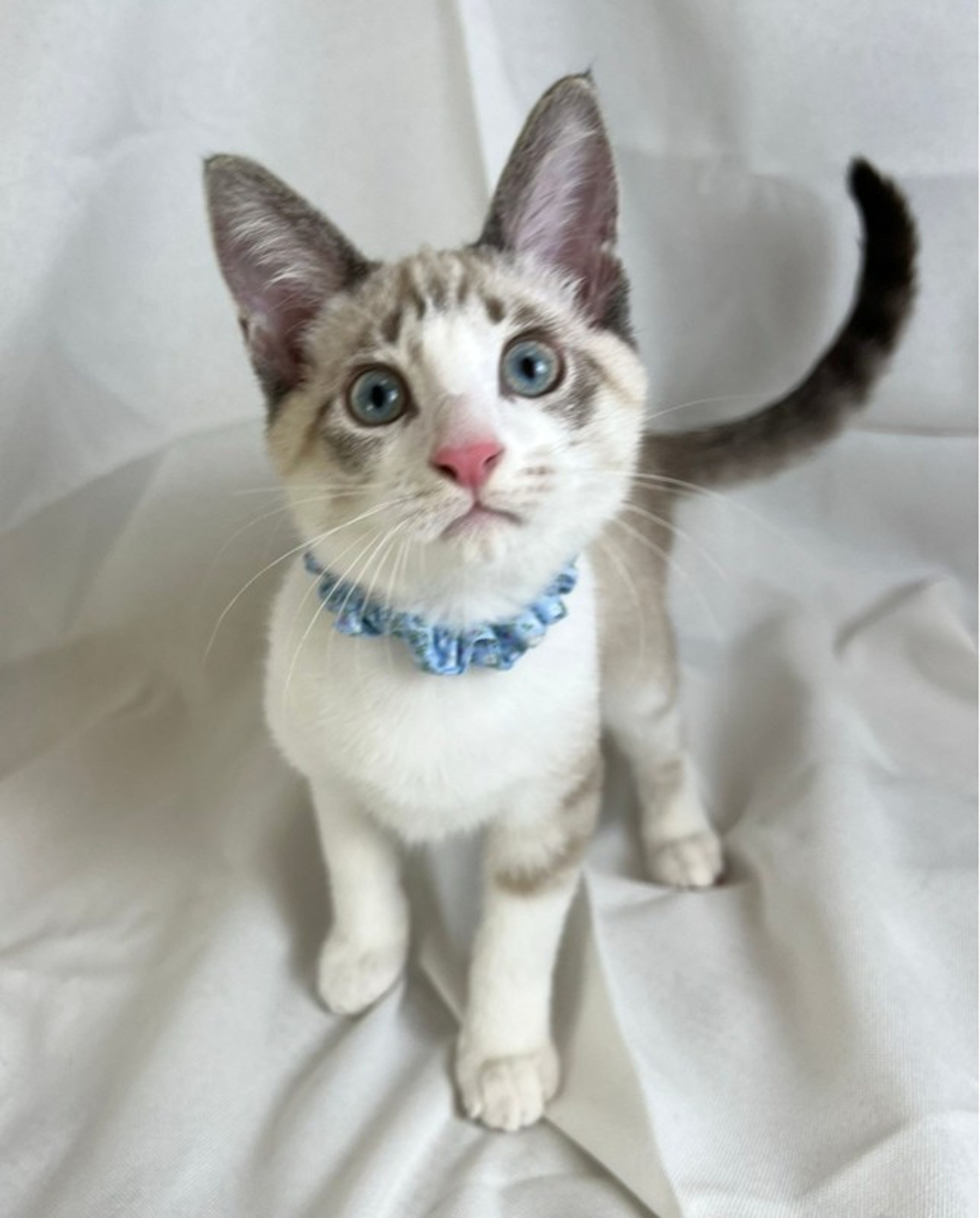 pet-image-5