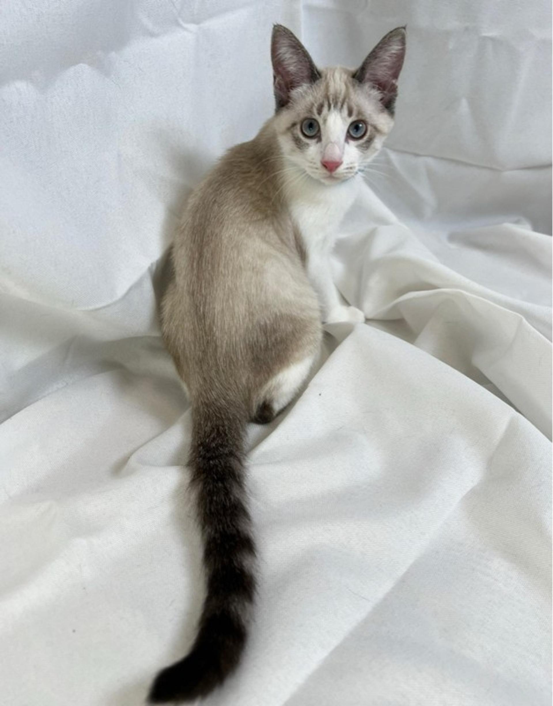 pet-image-6
