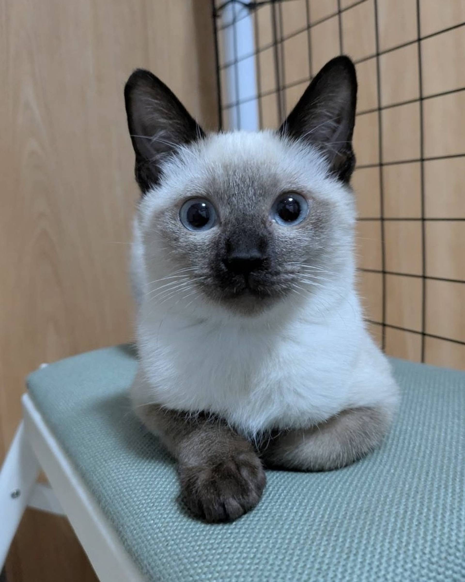雑種（ミックス猫）・メスの里親募集の写真