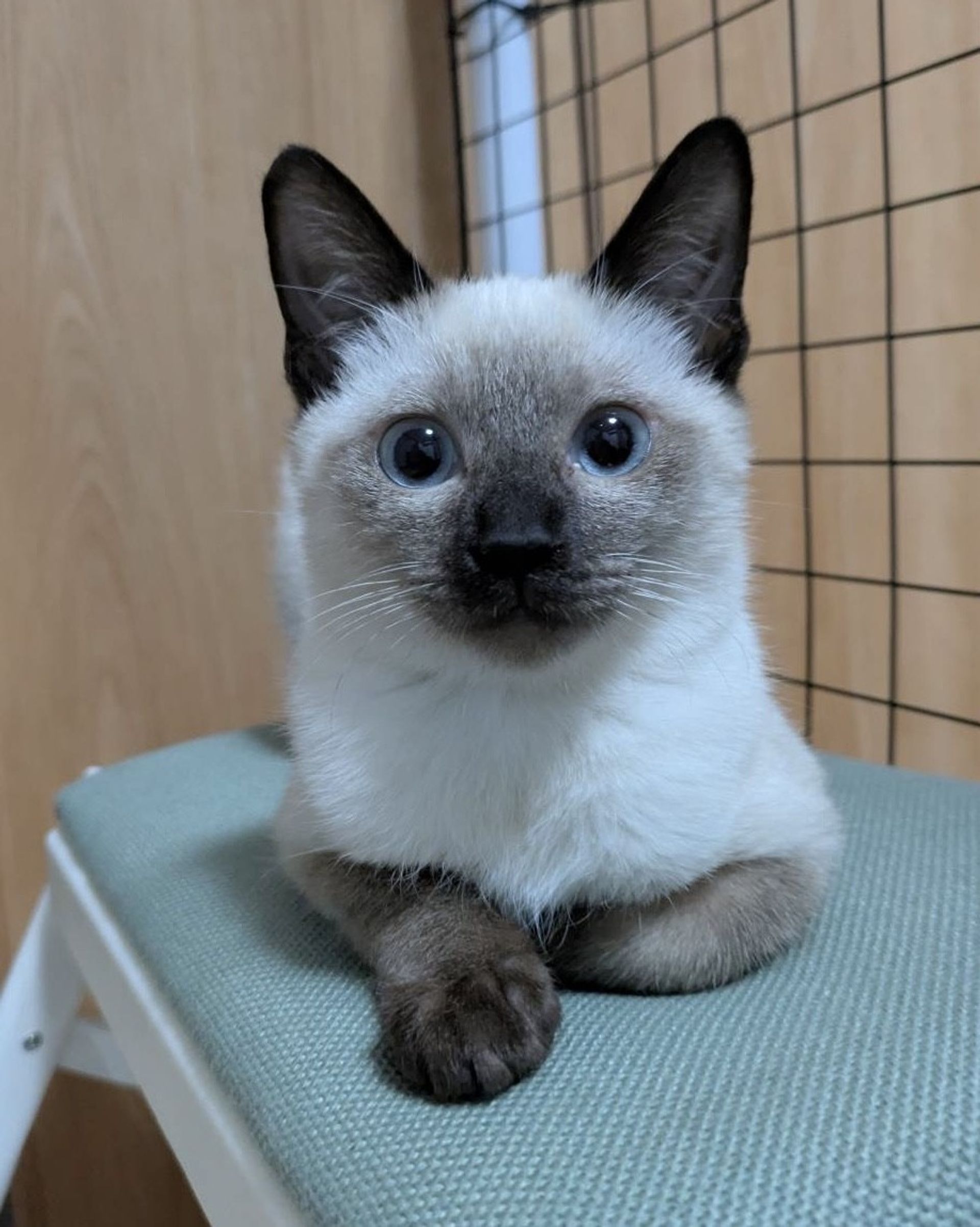 雑種（ミックス猫）・メスの里親募集の写真
