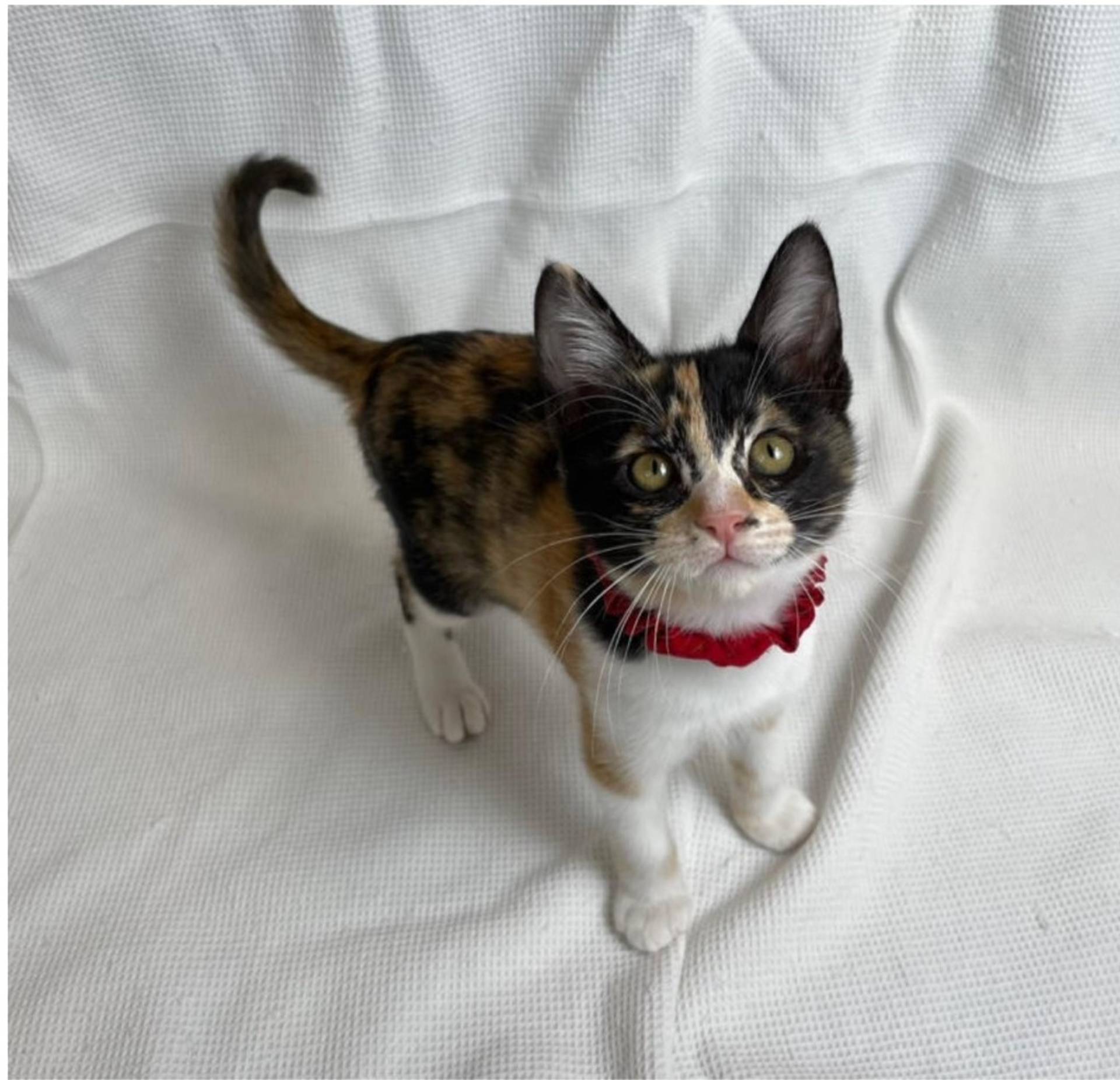雑種（ミックス猫）・メスの里親募集の写真
