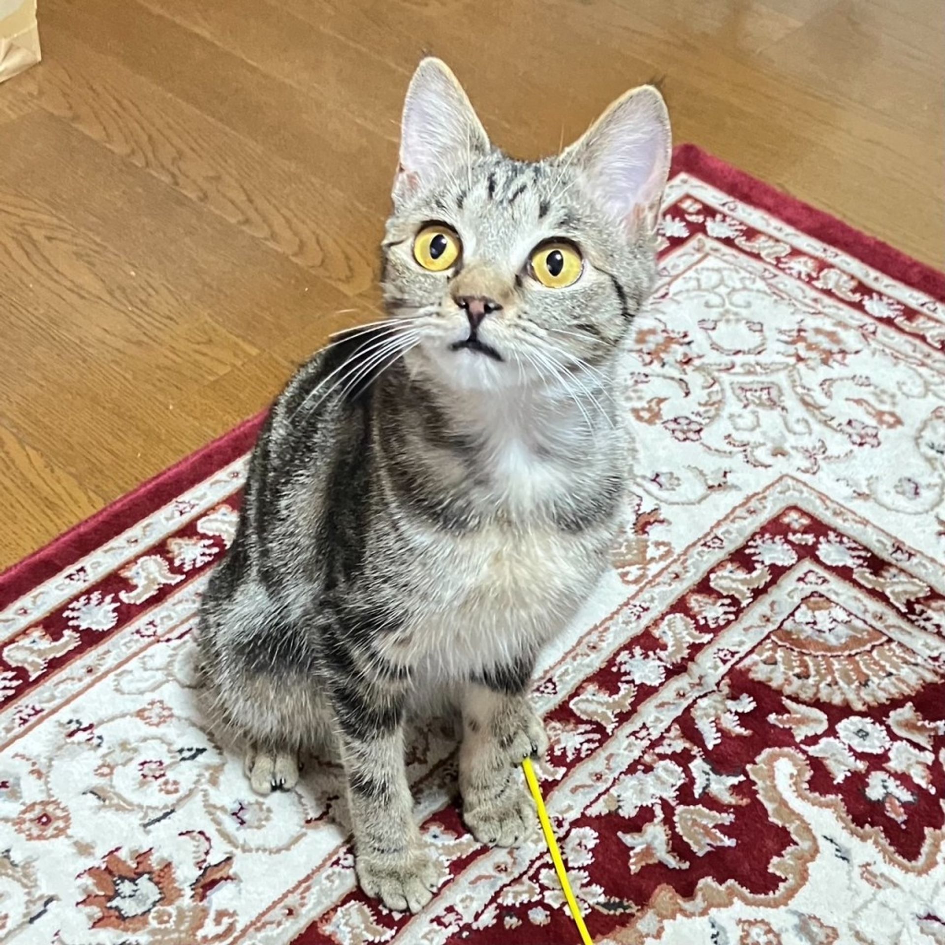 雑種（ミックス猫）・メスの里親募集の写真