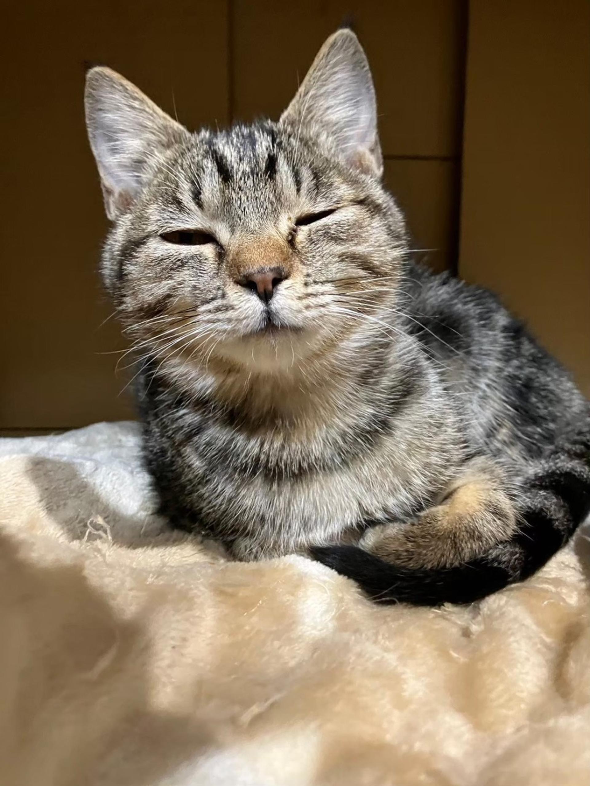 pet-image-3