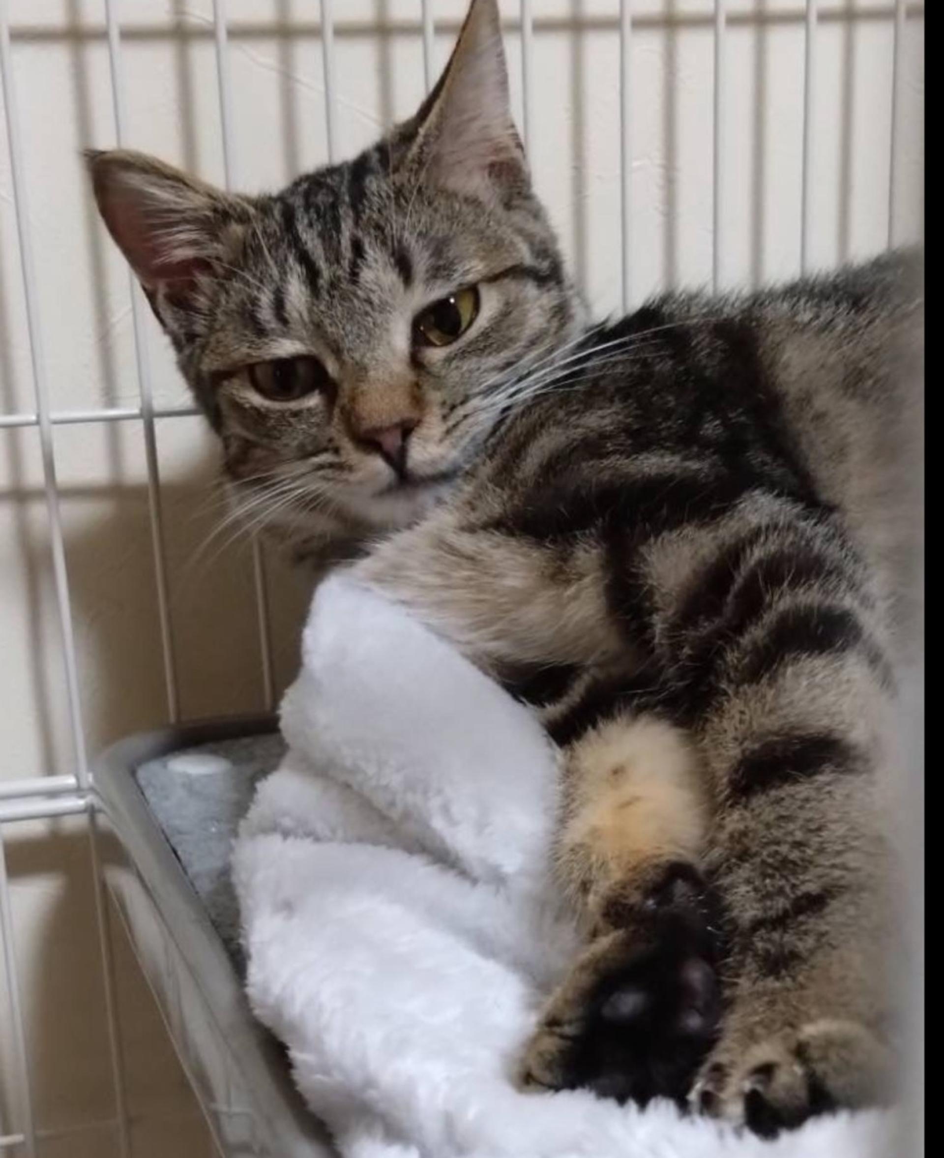 pet-image-4