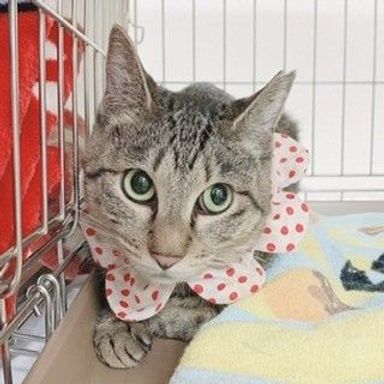 愛華ちゃんの写真