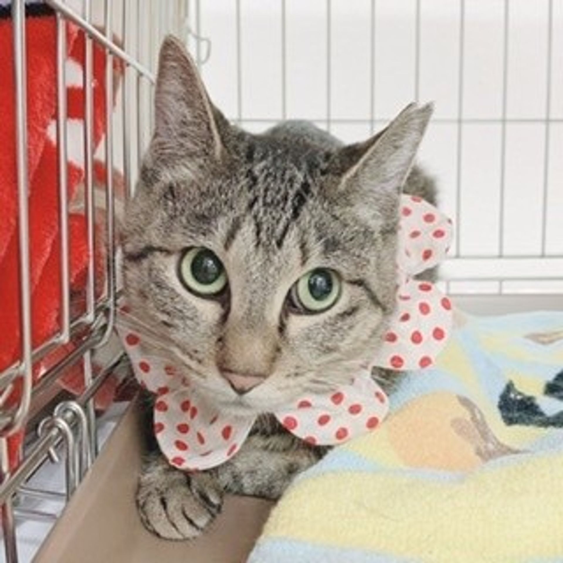 雑種（ミックス猫）・メスの里親募集の写真