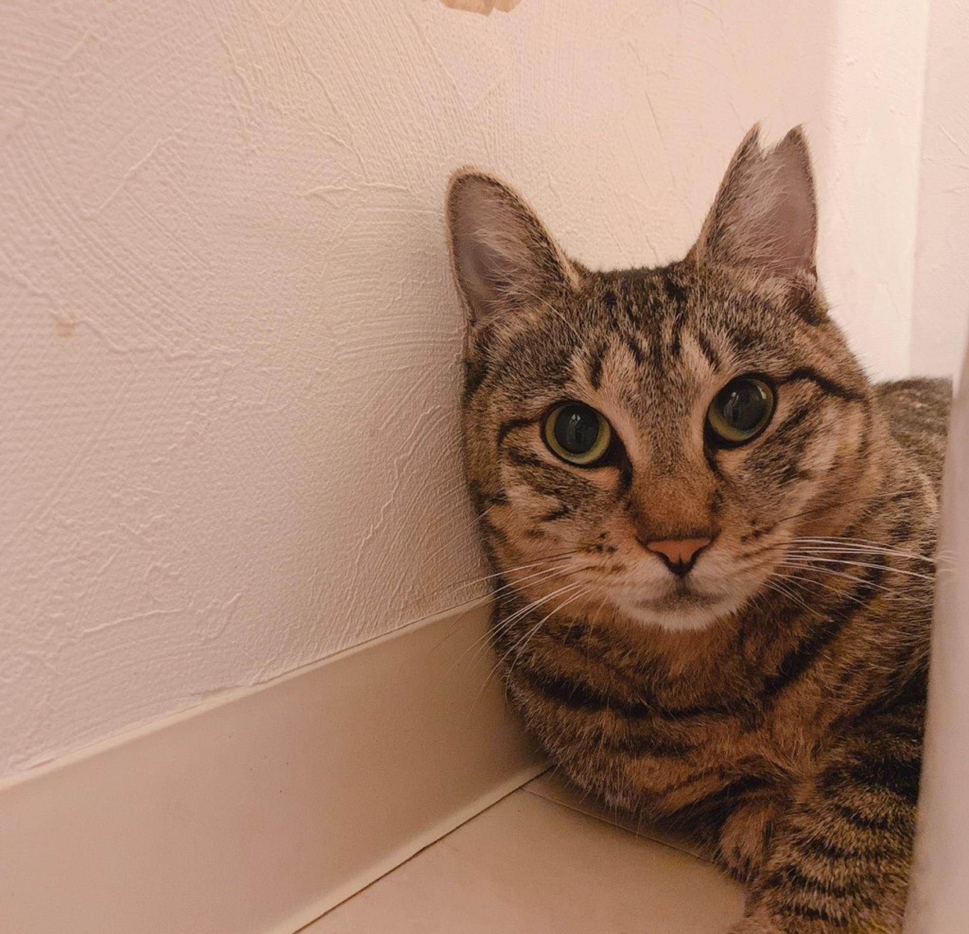pet-image-2