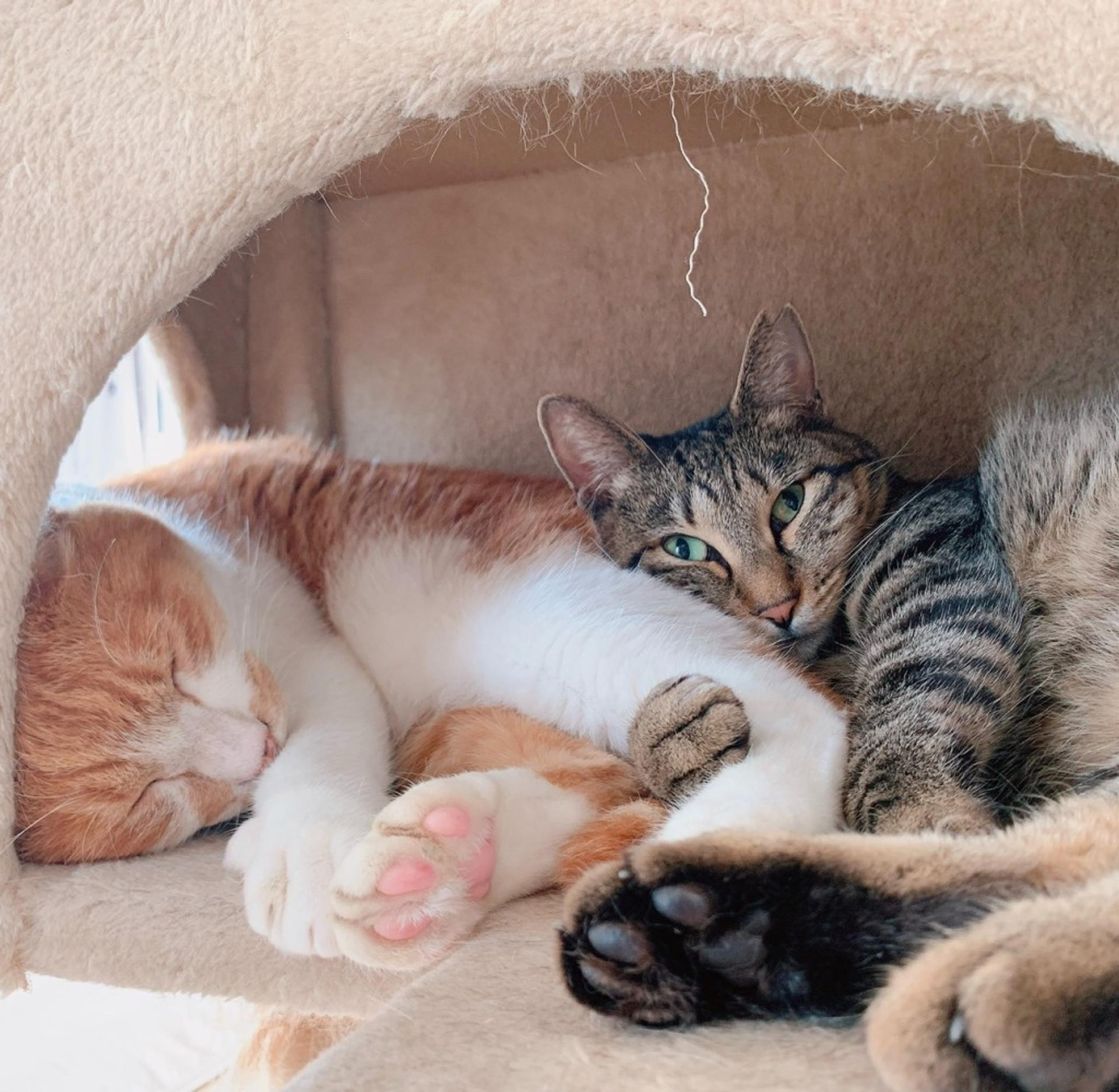 pet-image-4