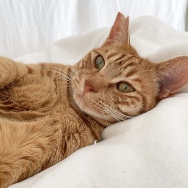 雑種（ミックス猫）・オスの里親募集の写真