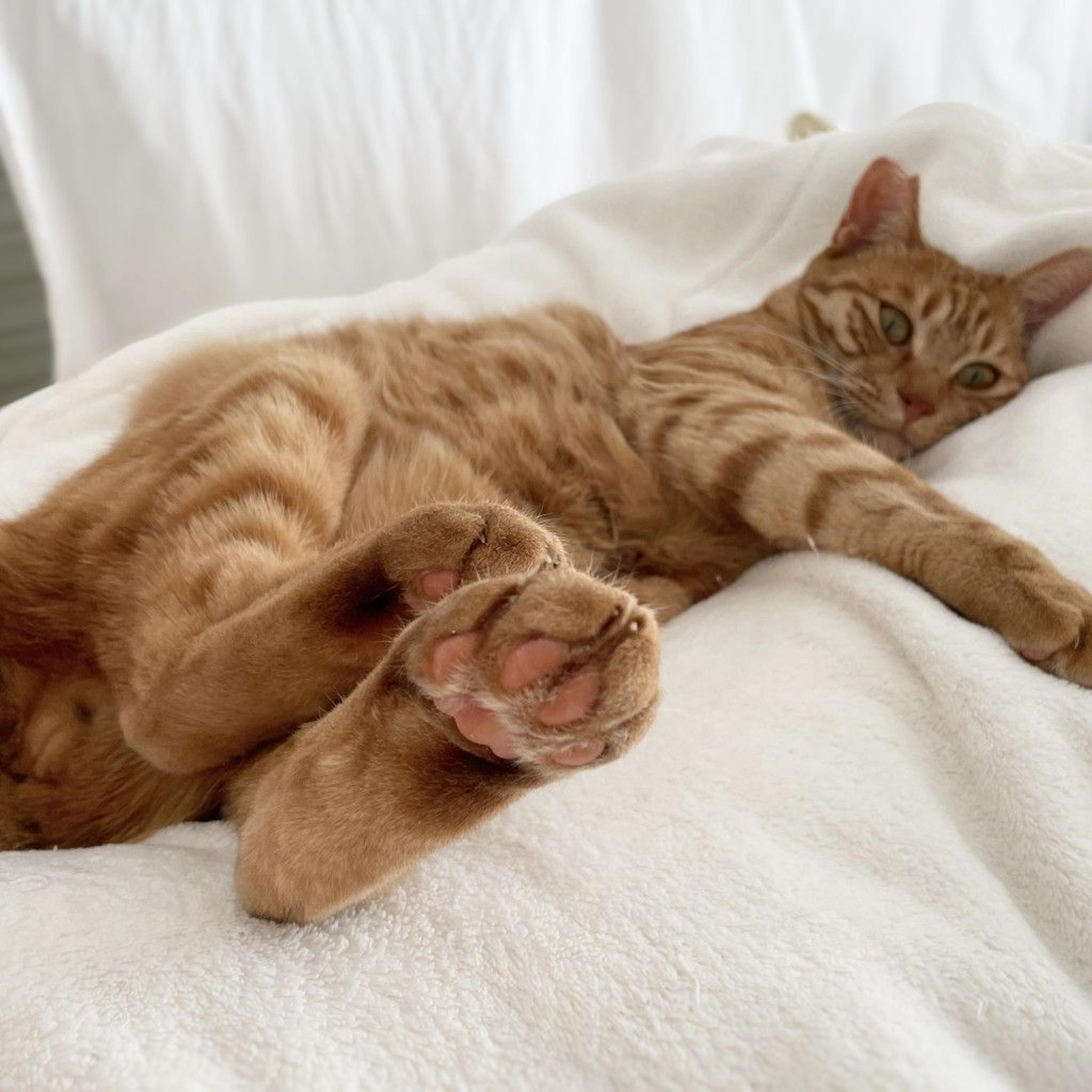 pet-image-3