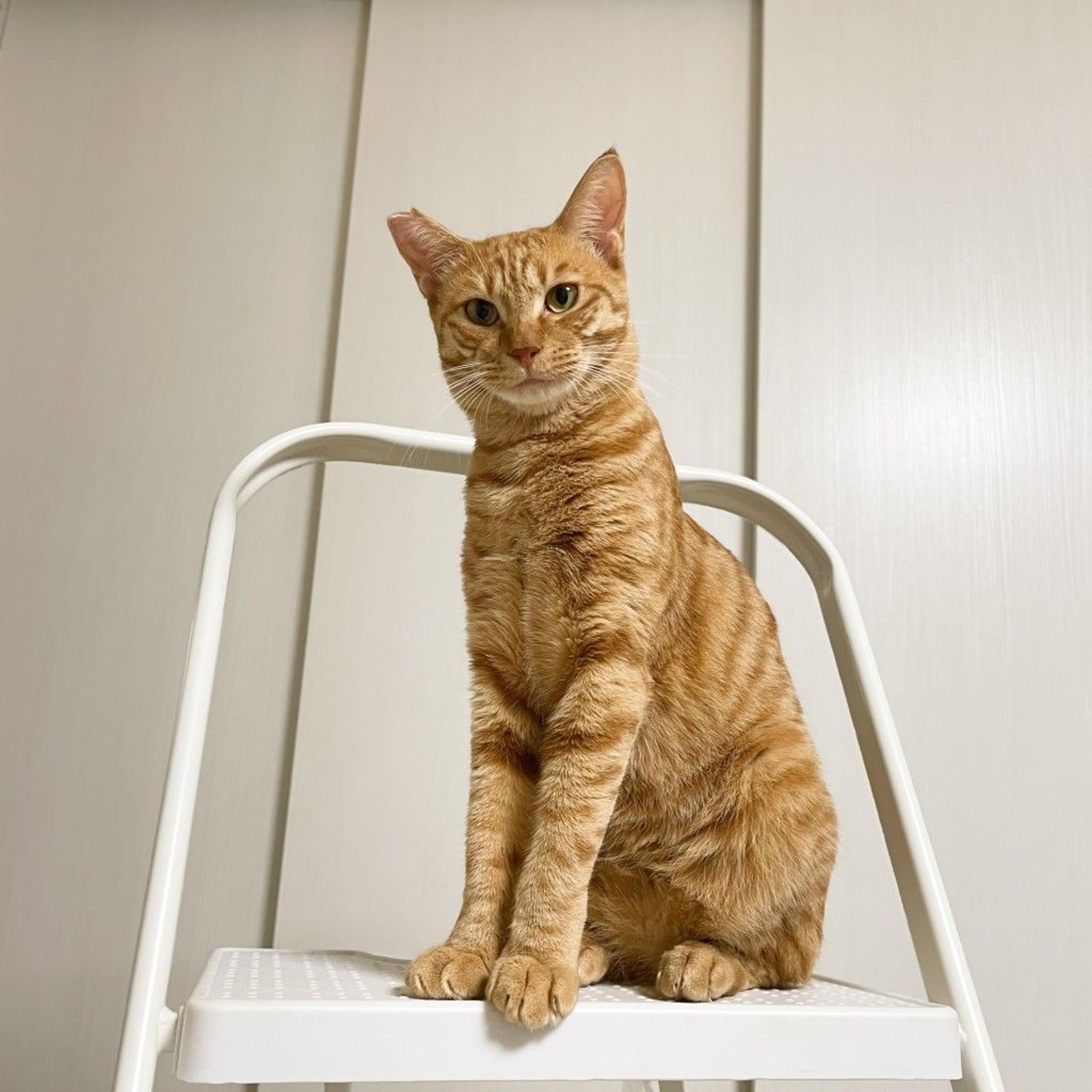 pet-image-5