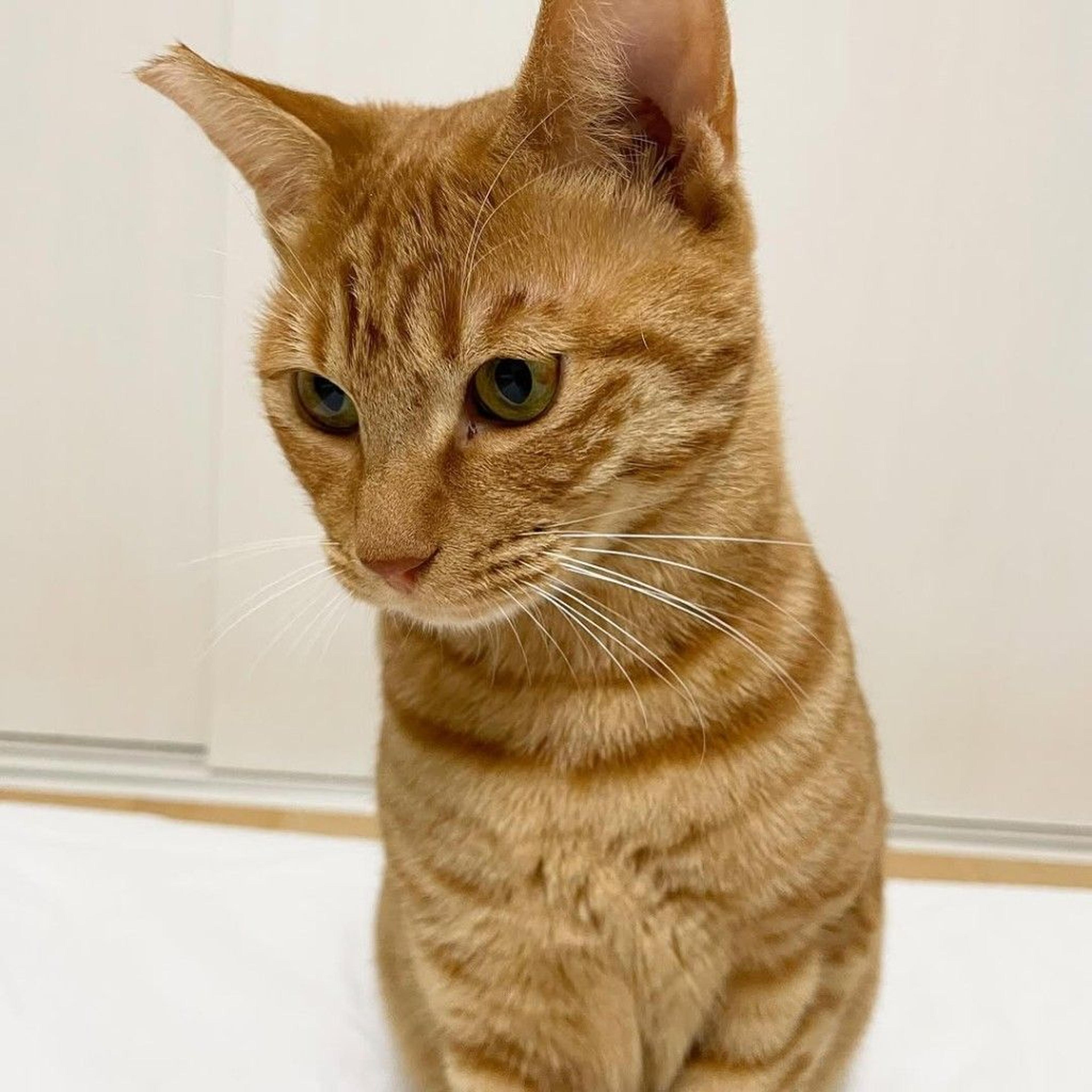 pet-image-7
