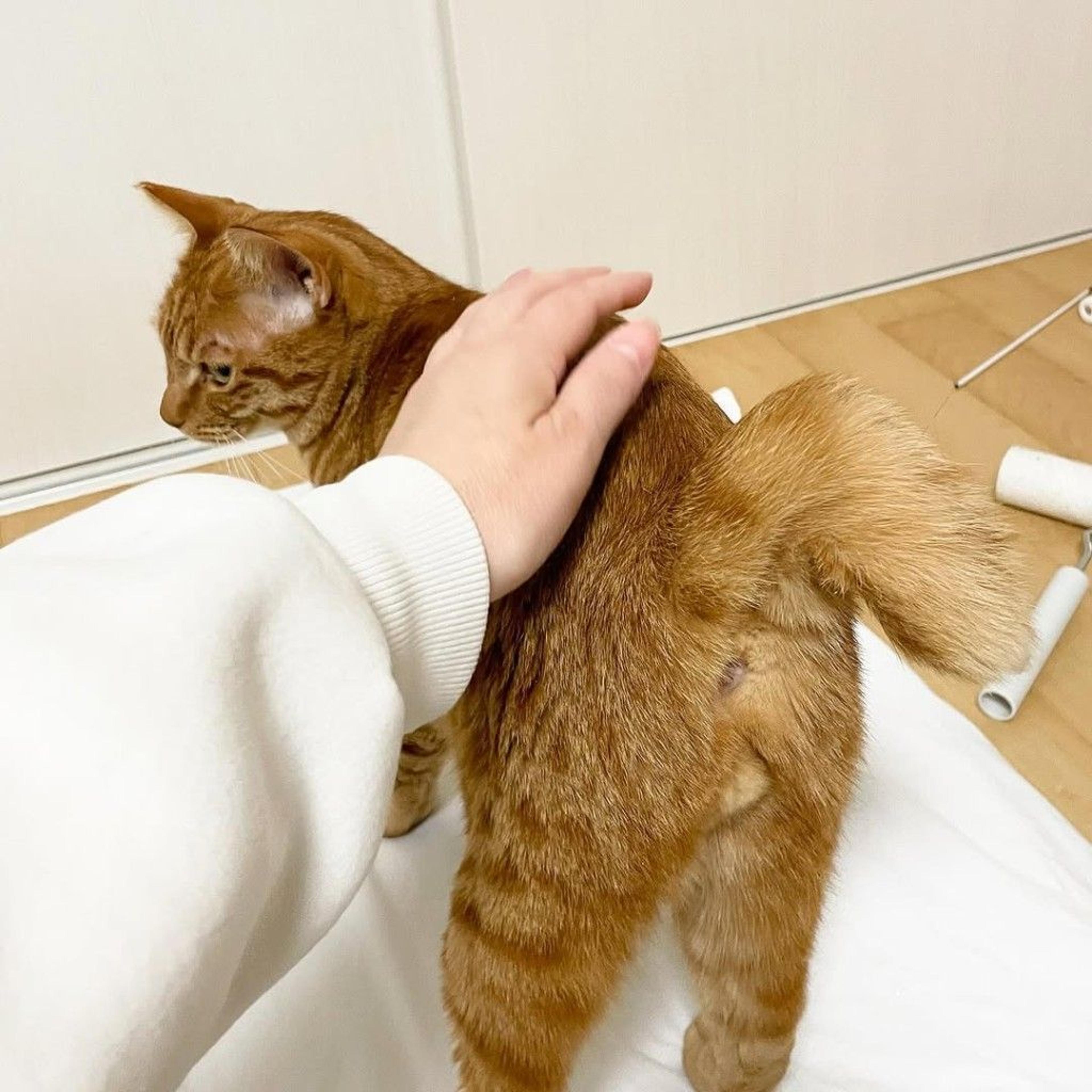 pet-image-8