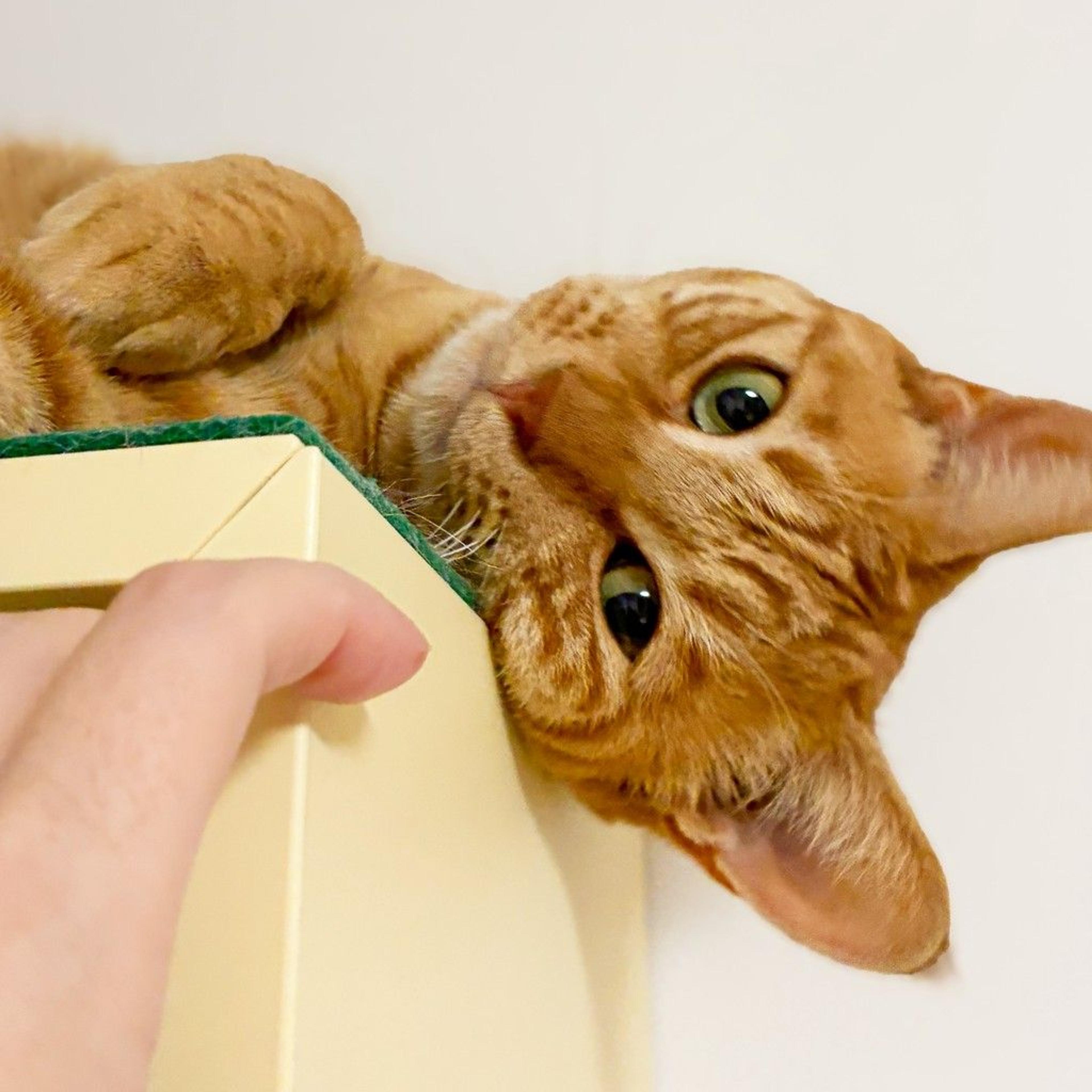 pet-image-9