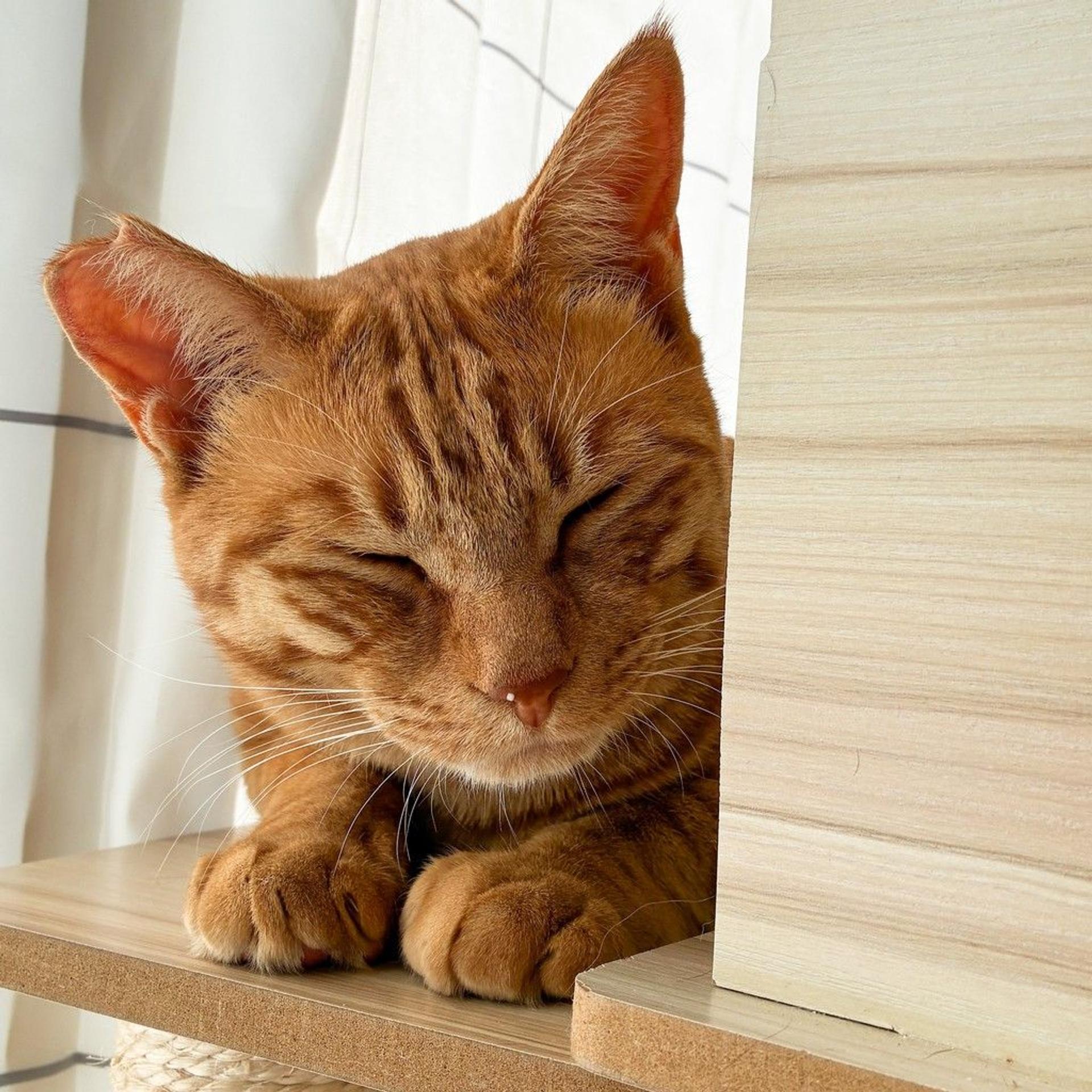 pet-image-10