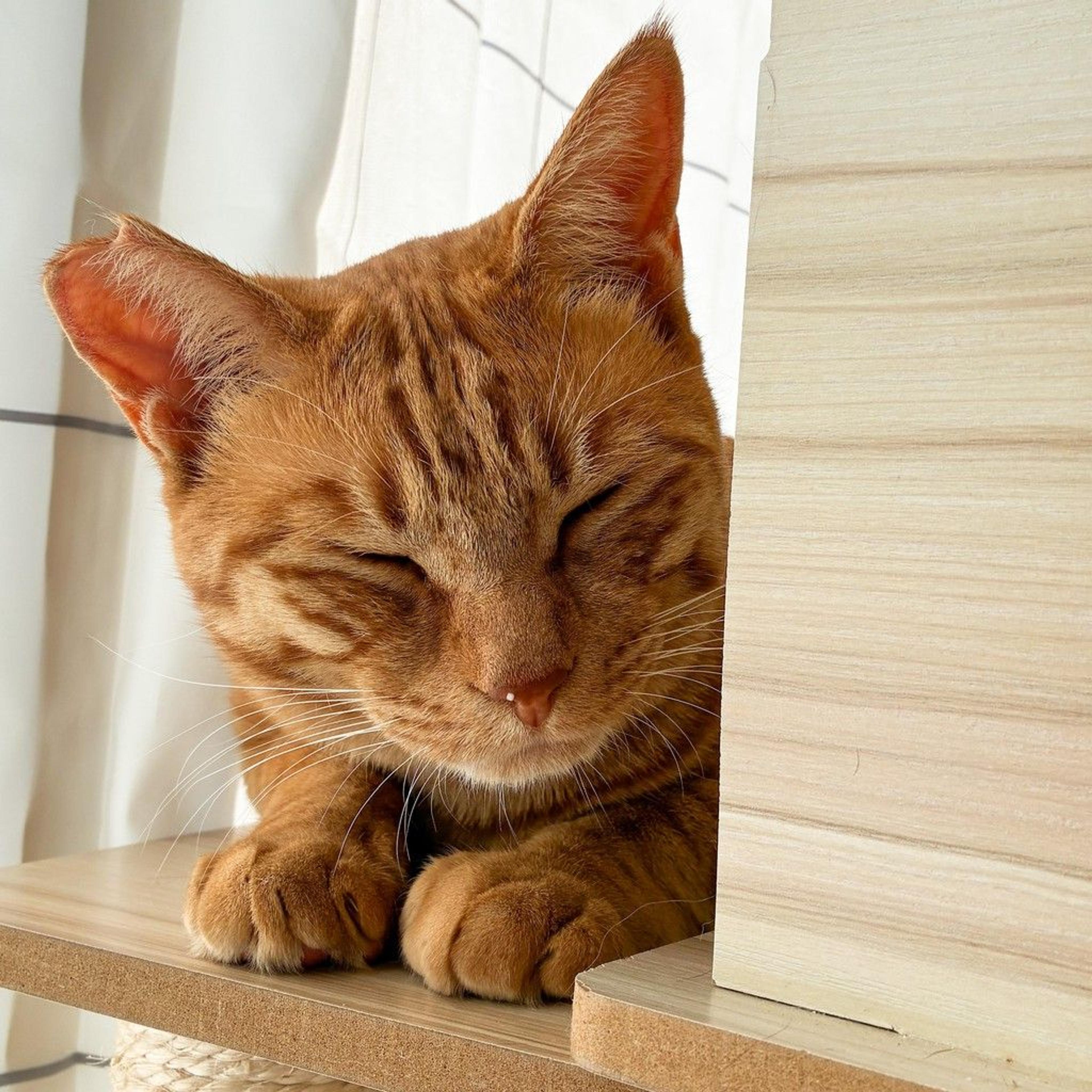 pet-image-10