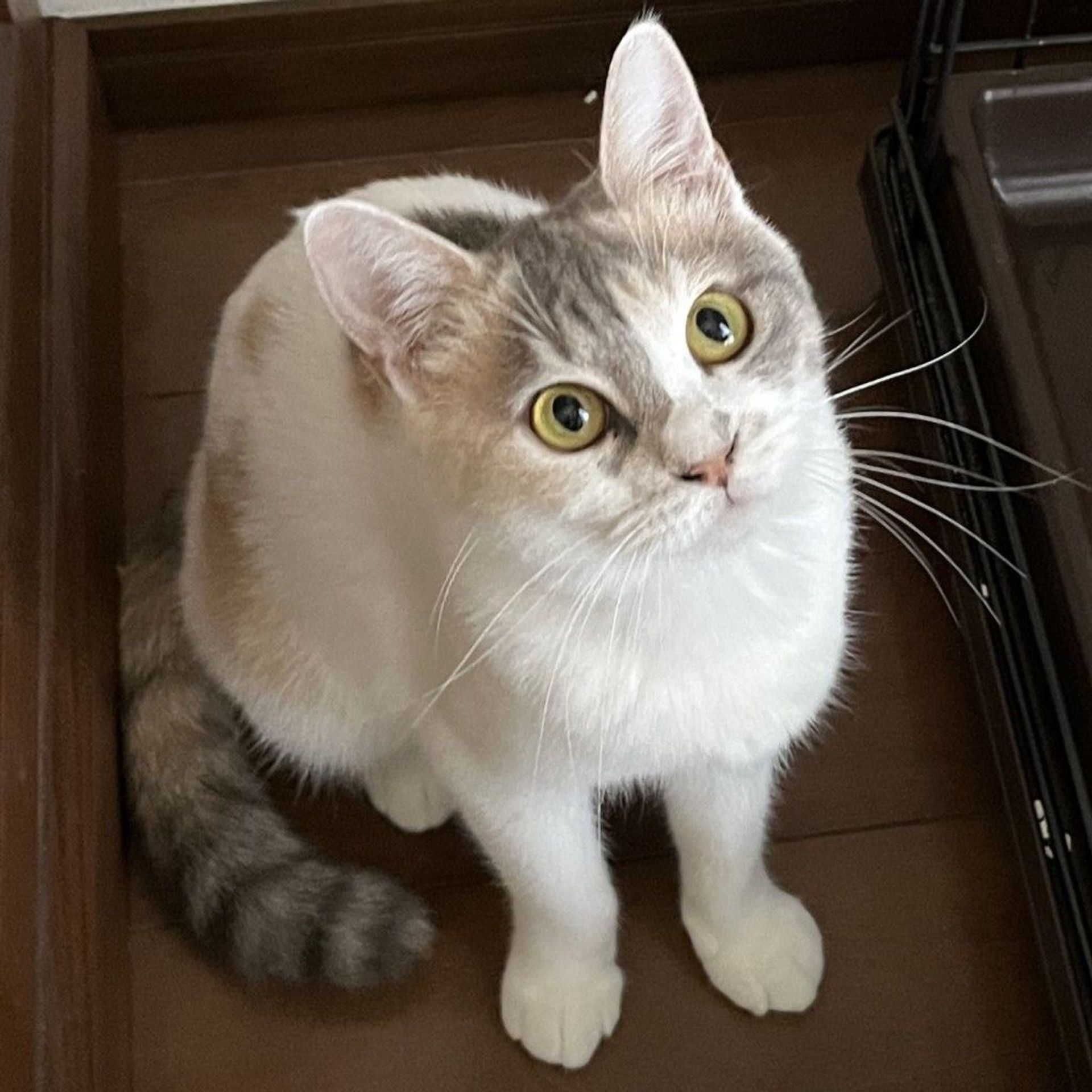 雑種（ミックス猫）・メスの里親募集の写真