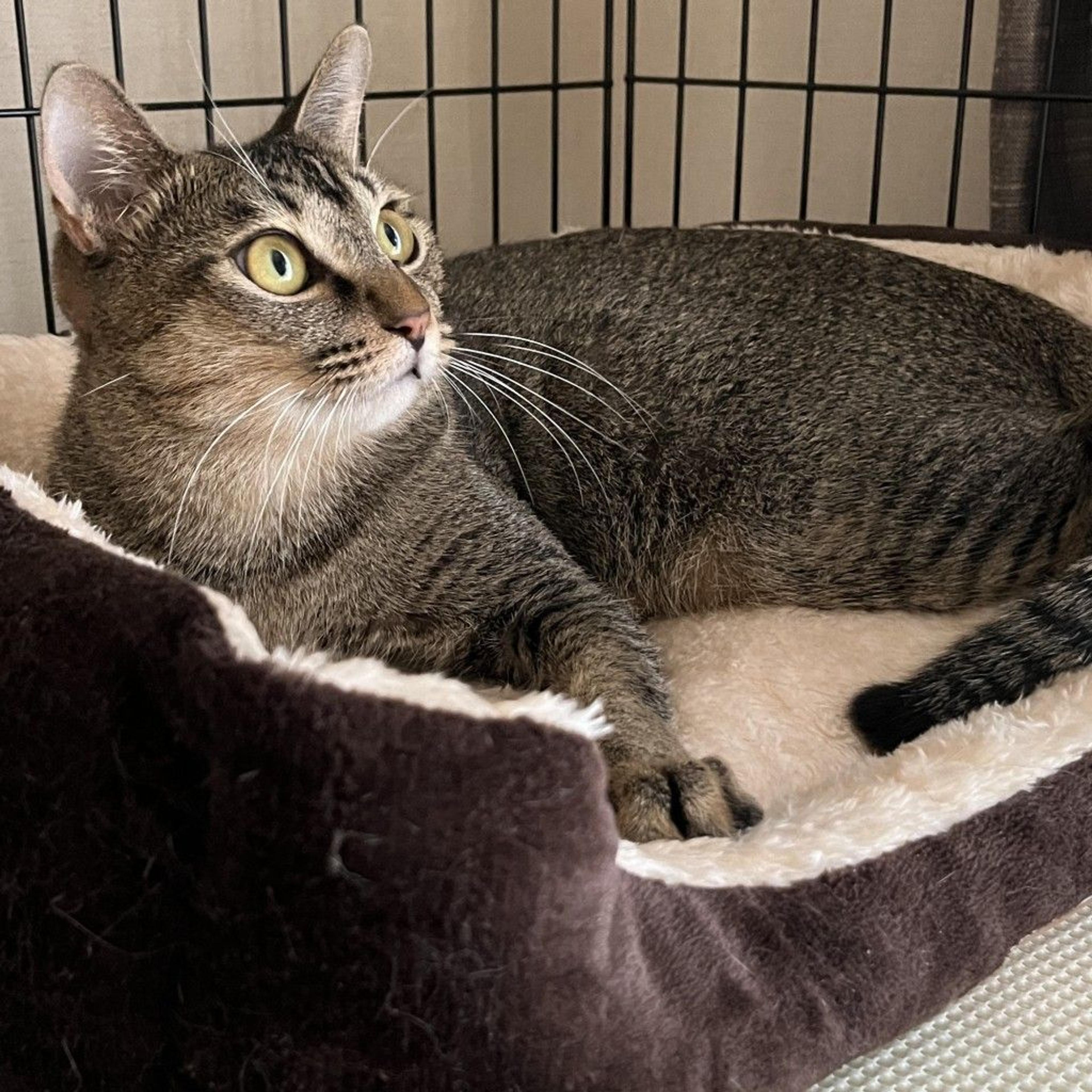 pet-image-7
