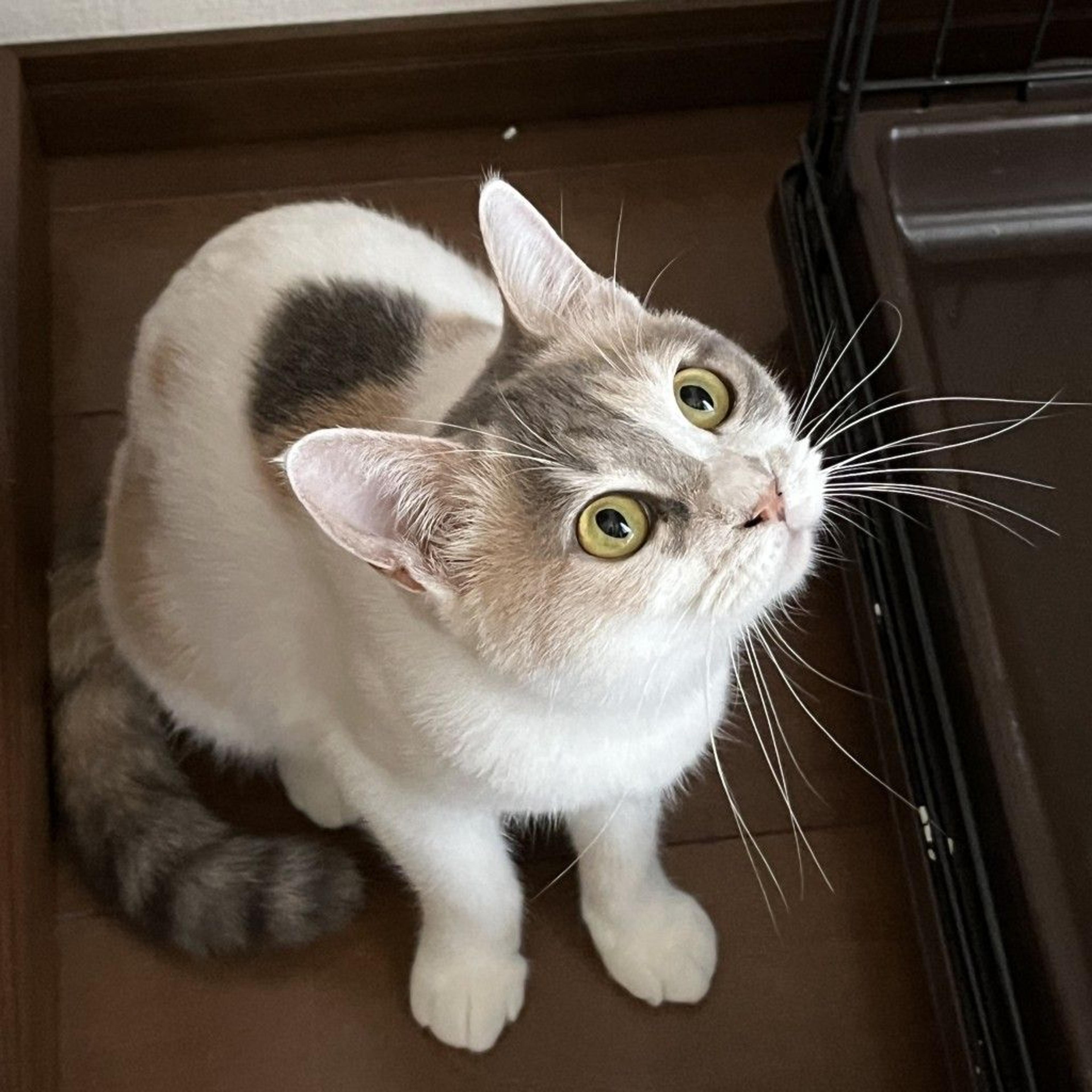 pet-image-9