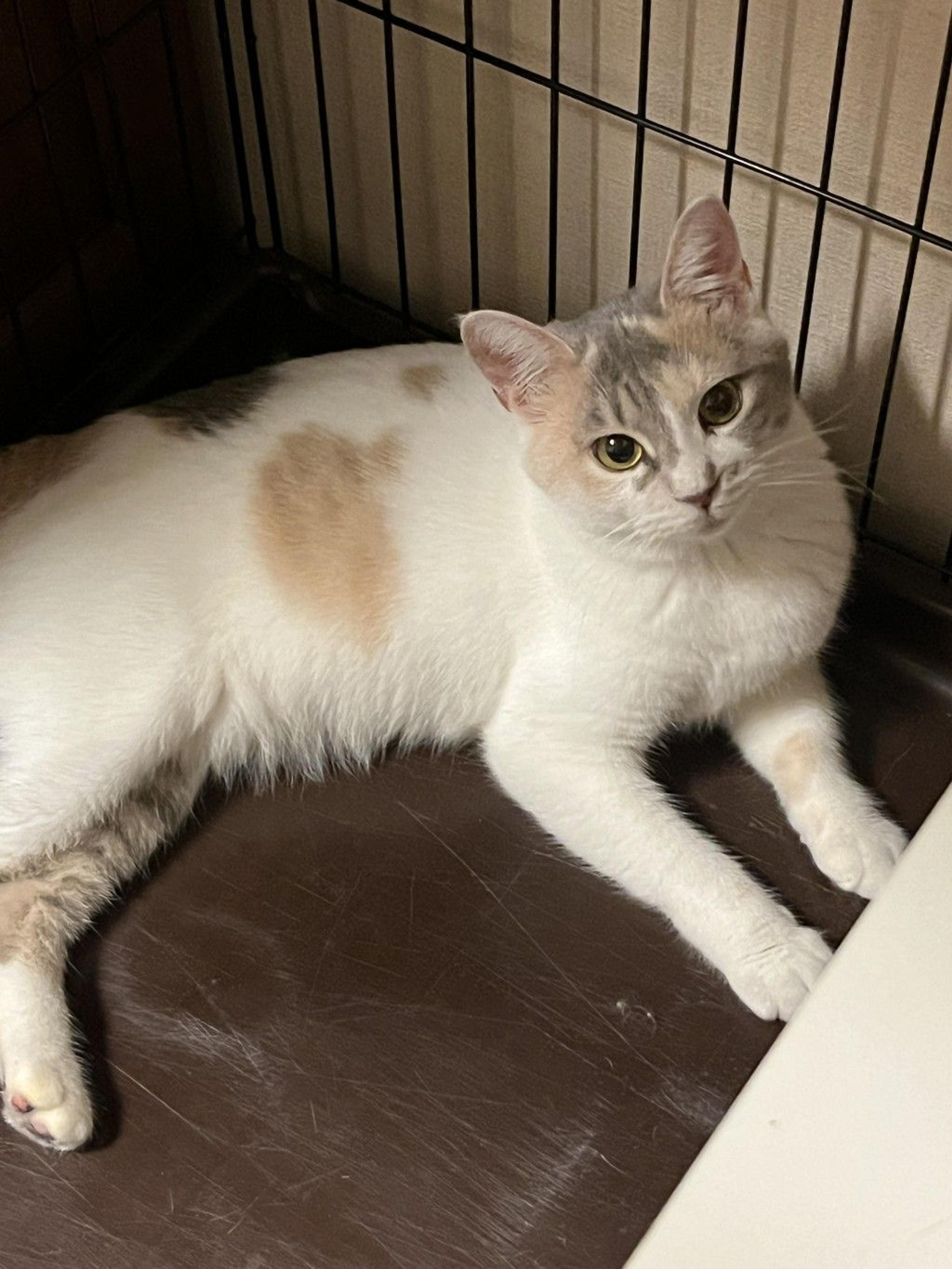 pet-image-10