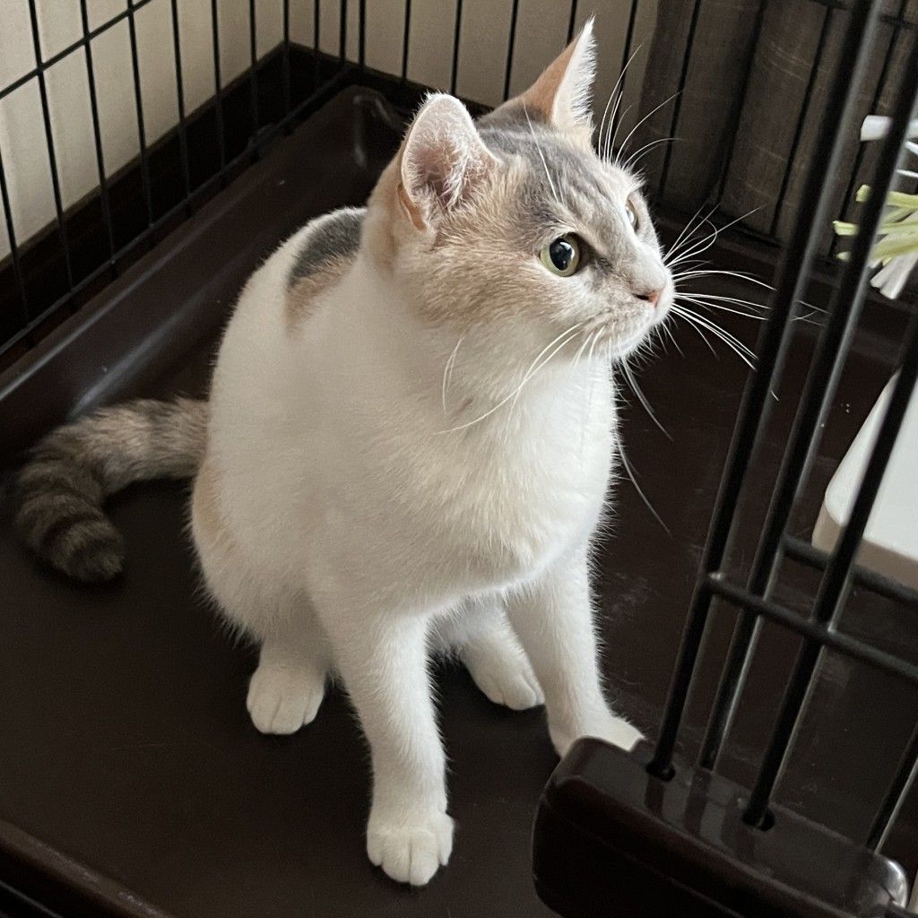 雑種の三毛 THE 美しい三毛猫 | 雑種（ミックス猫） | ミャオ！ねこのおうち