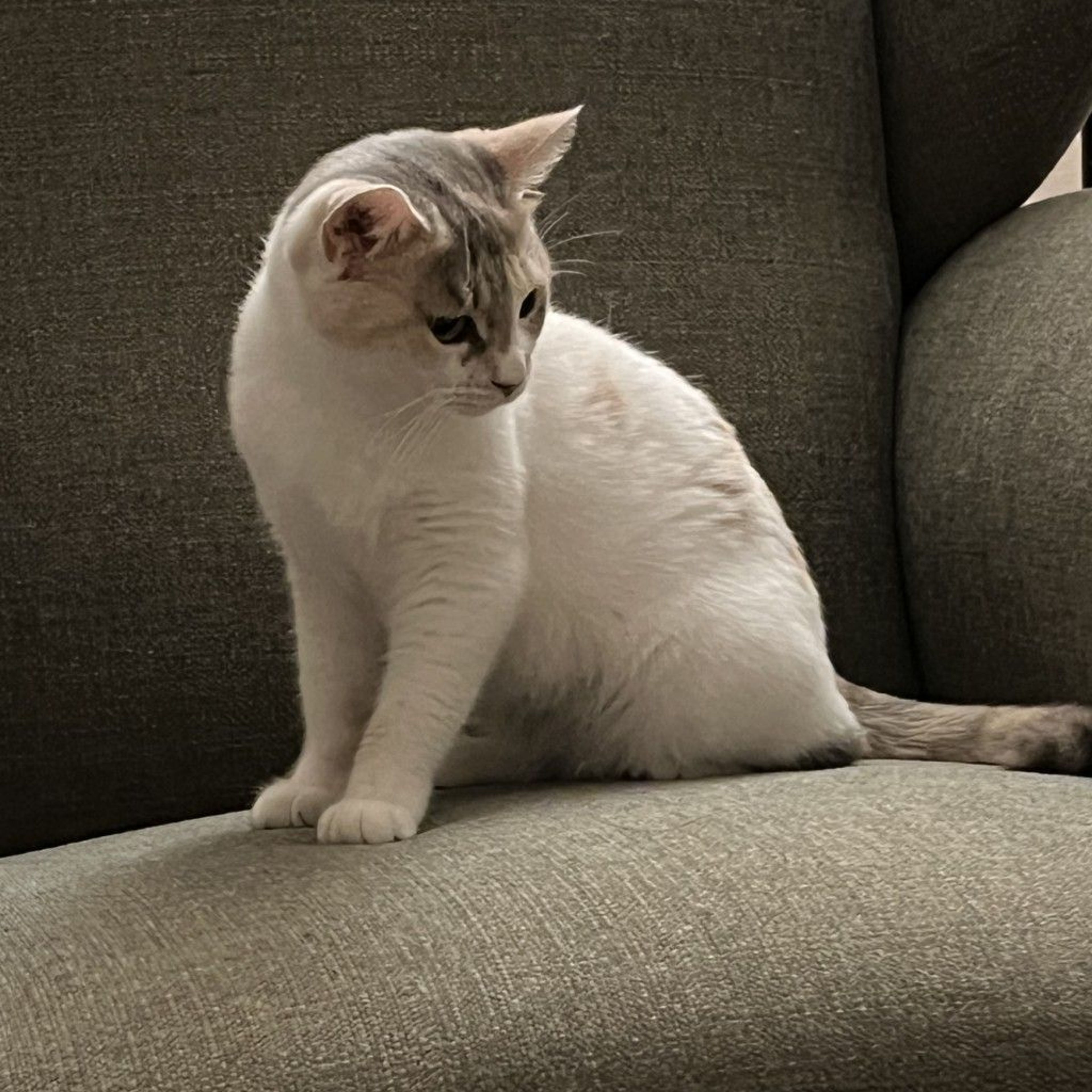 image-7