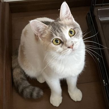 はく
