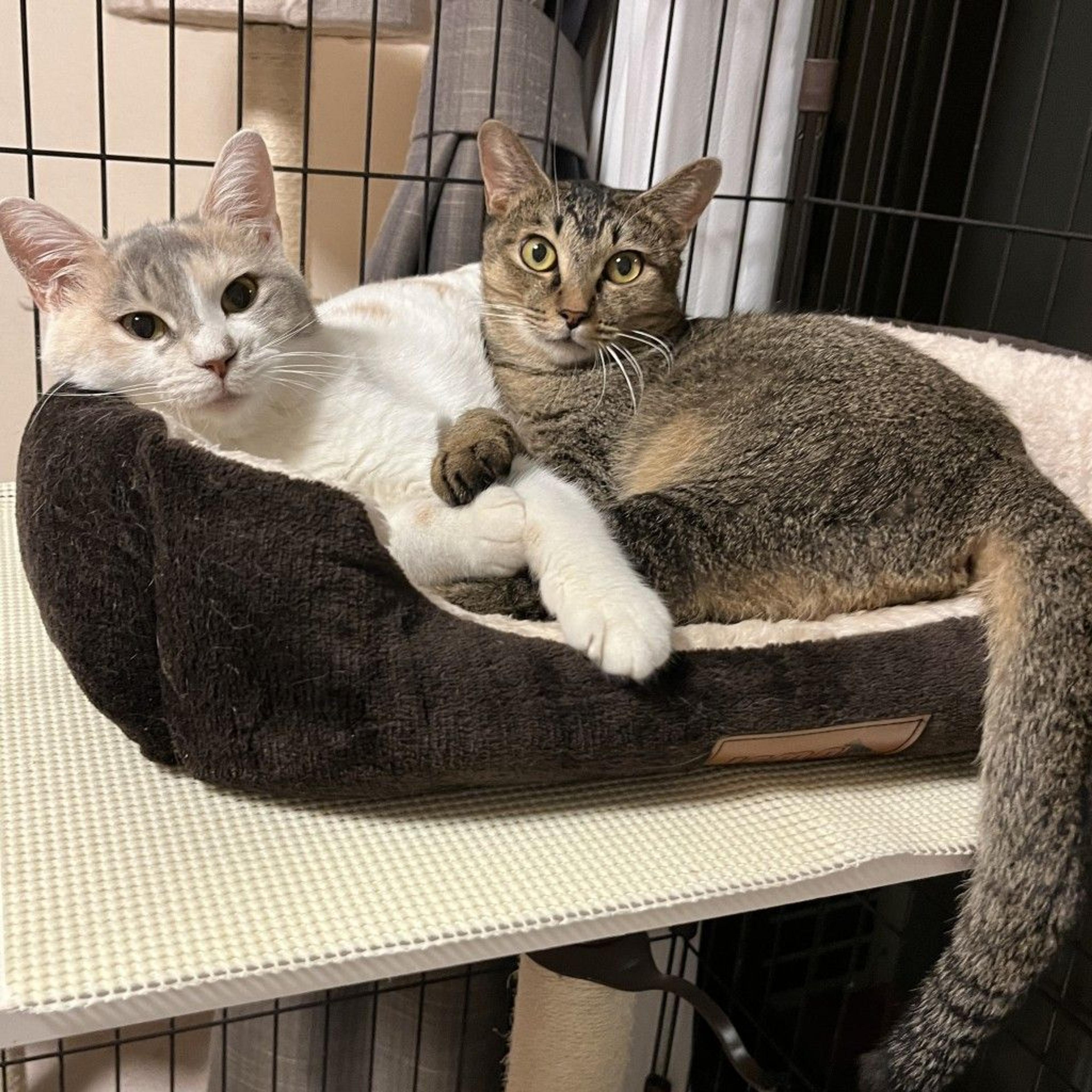 pet-image-3