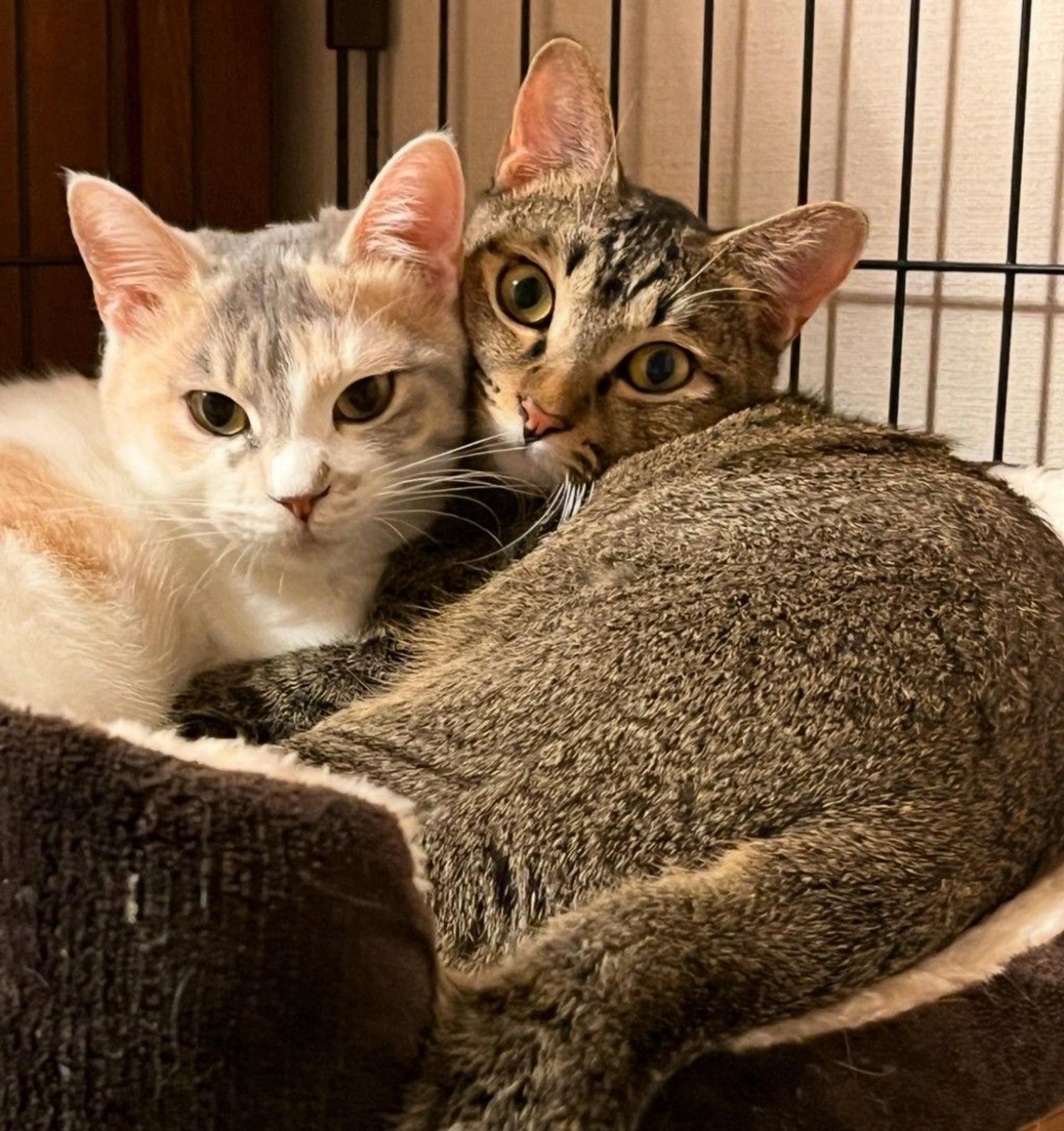 pet-image-7