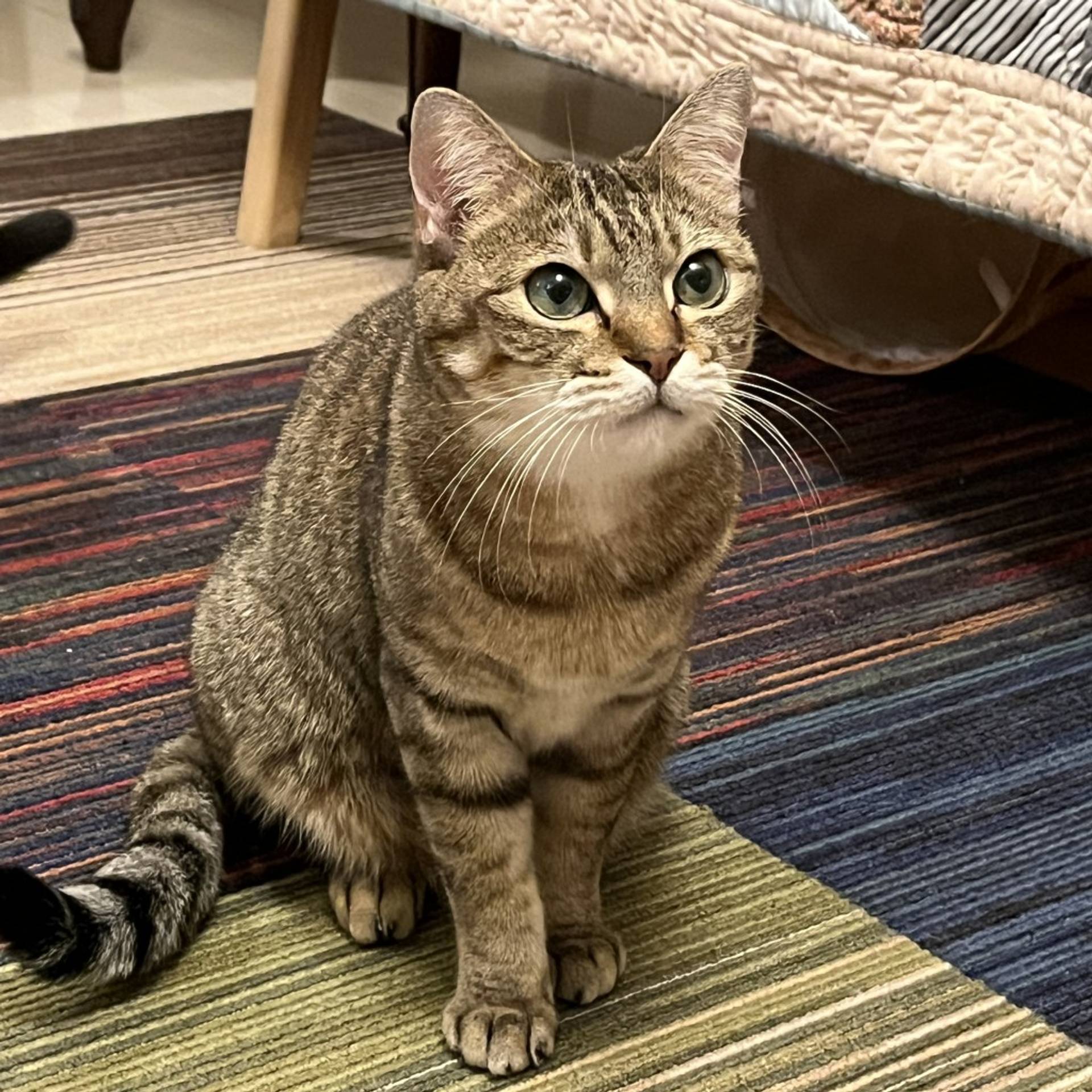 雑種（ミックス猫）・メスの里親募集の写真