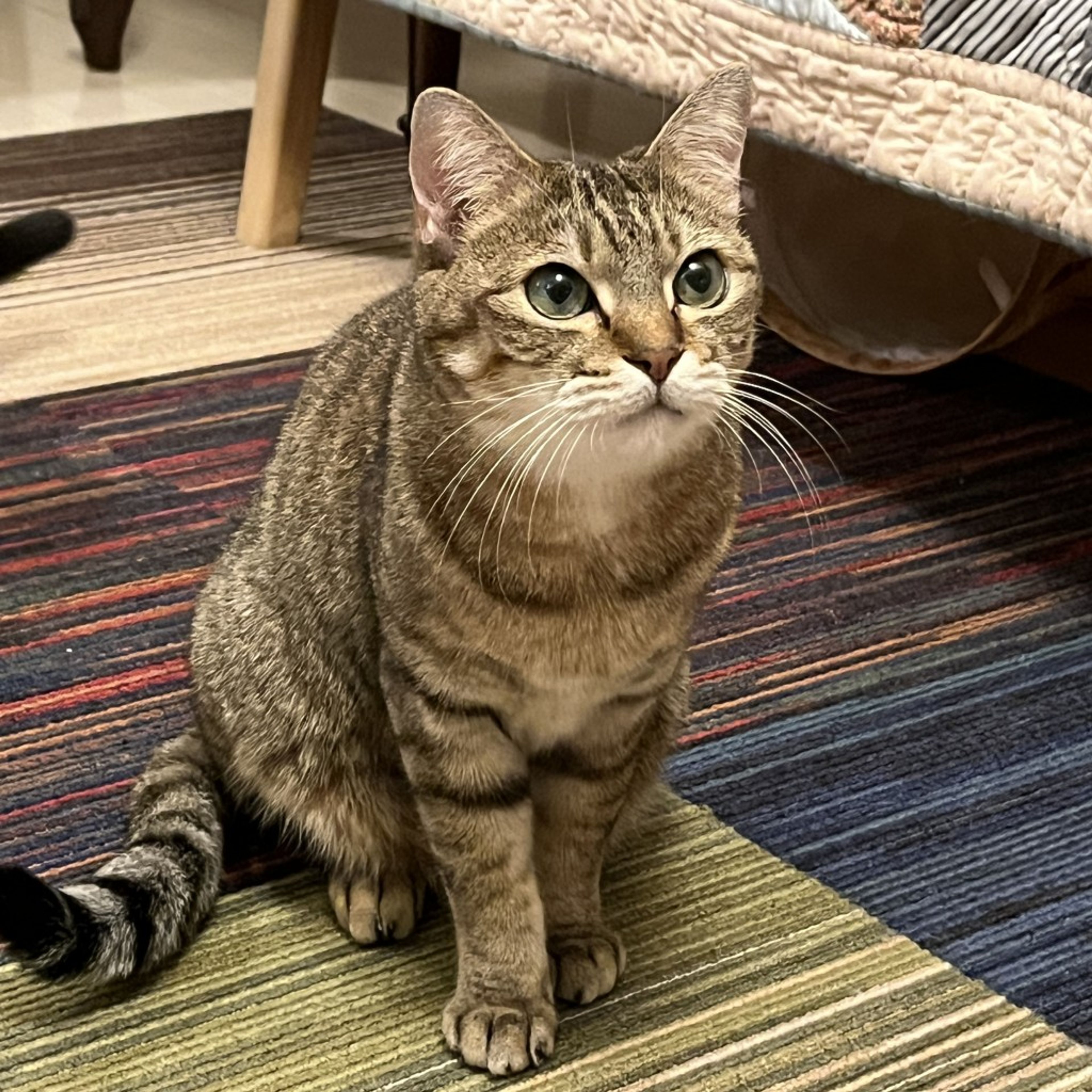 雑種（ミックス猫）・メスの里親募集の写真