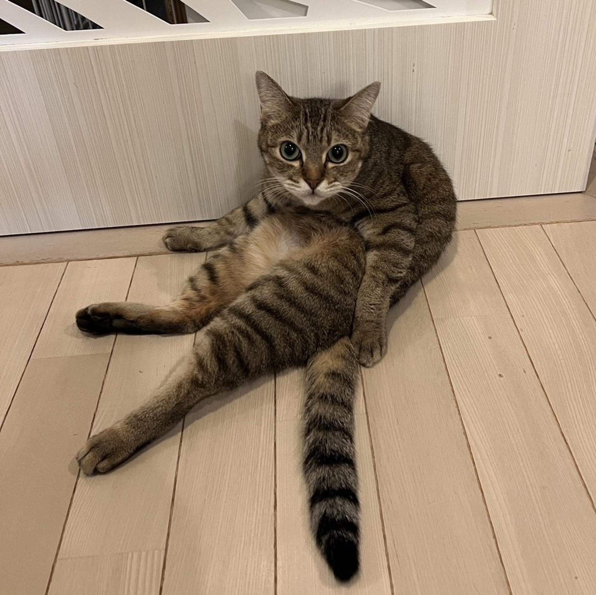 pet-image-3