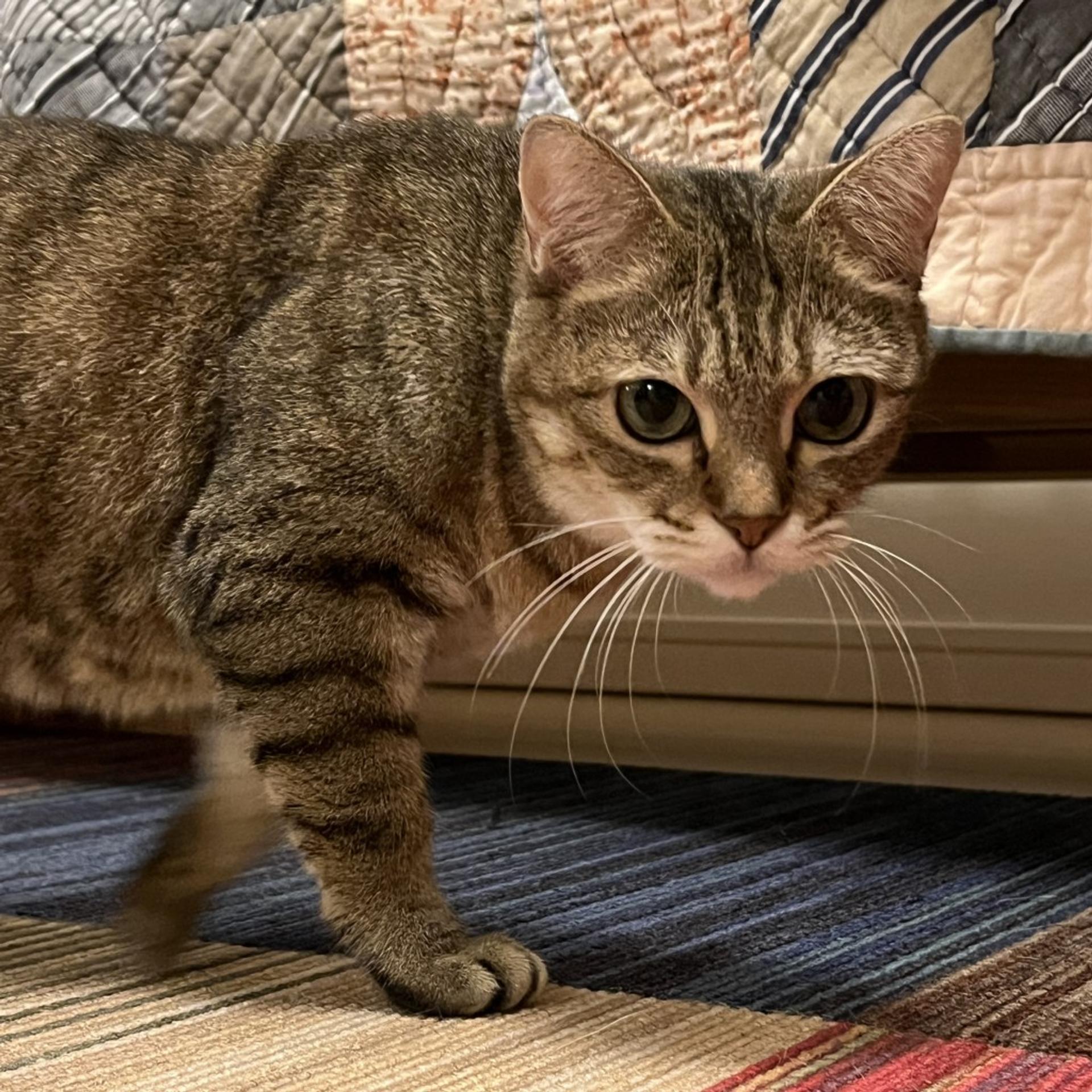 pet-image-4