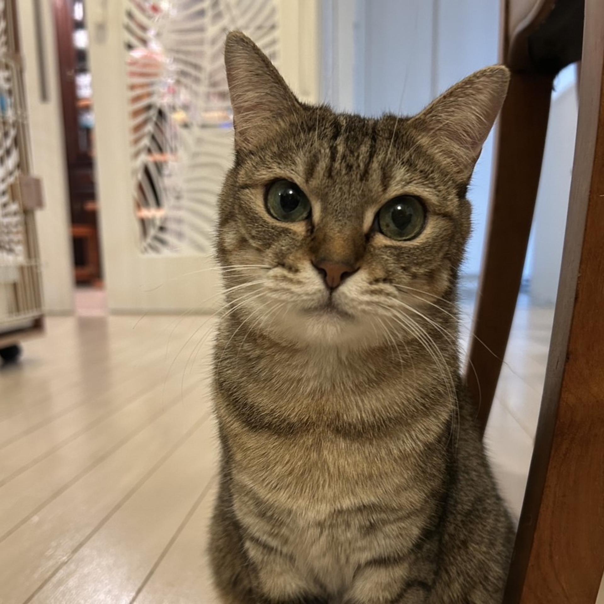 pet-image-6
