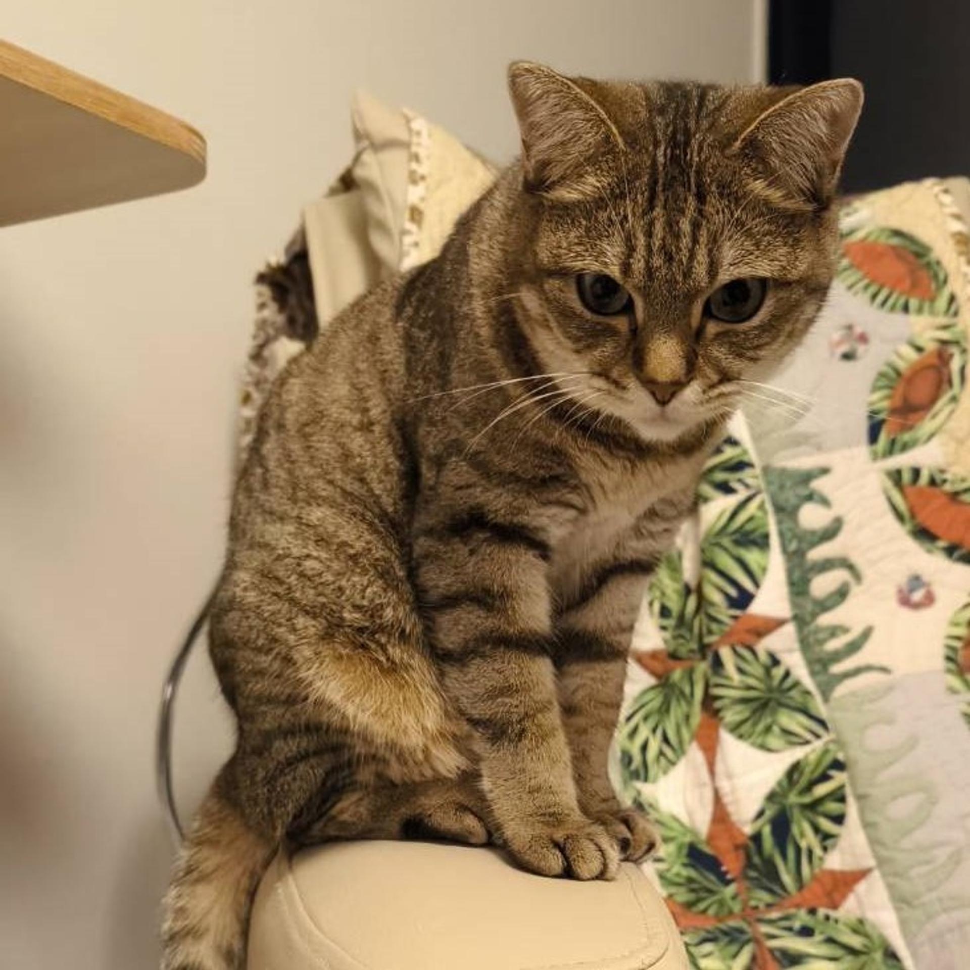 pet-image-9