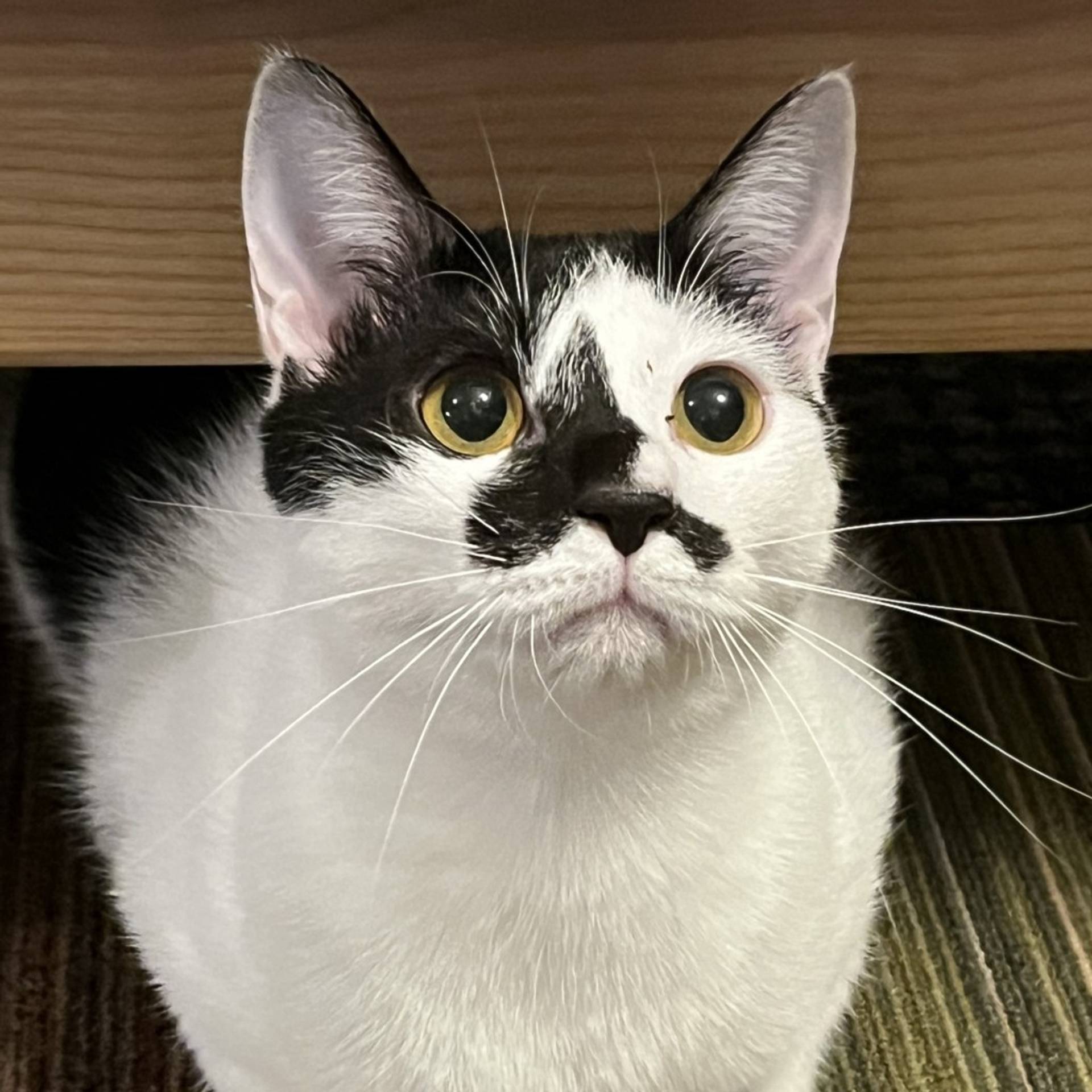 雑種（ミックス猫）・メスの里親募集の写真
