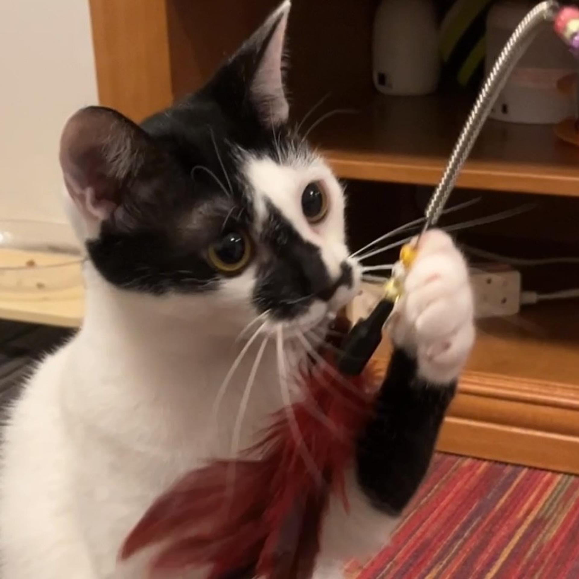 pet-image-3