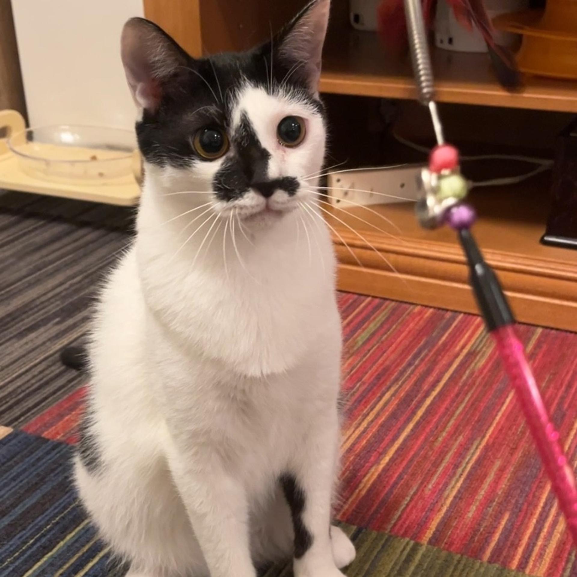 pet-image-5