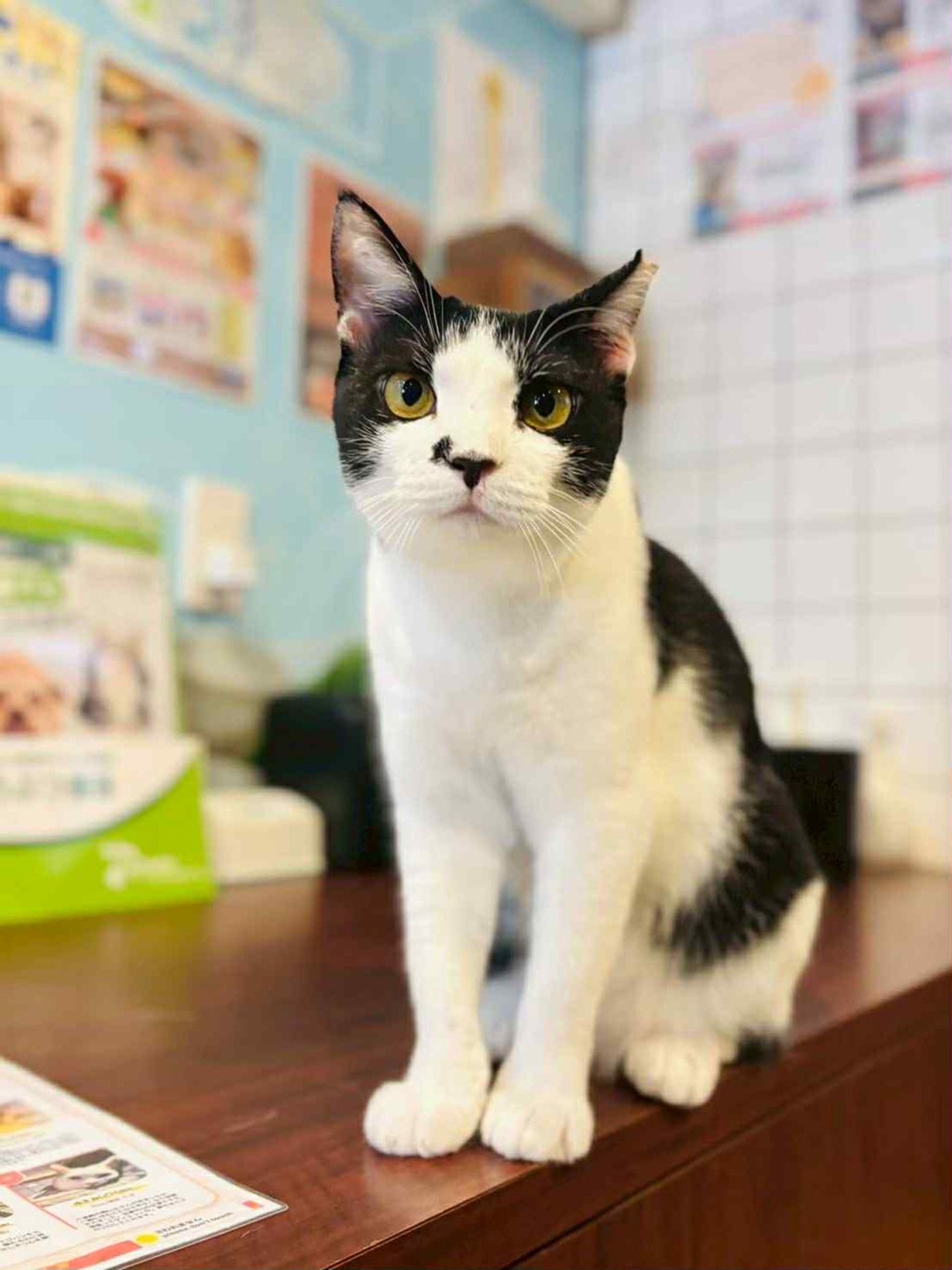雑種（ミックス猫）・メスの里親募集の写真