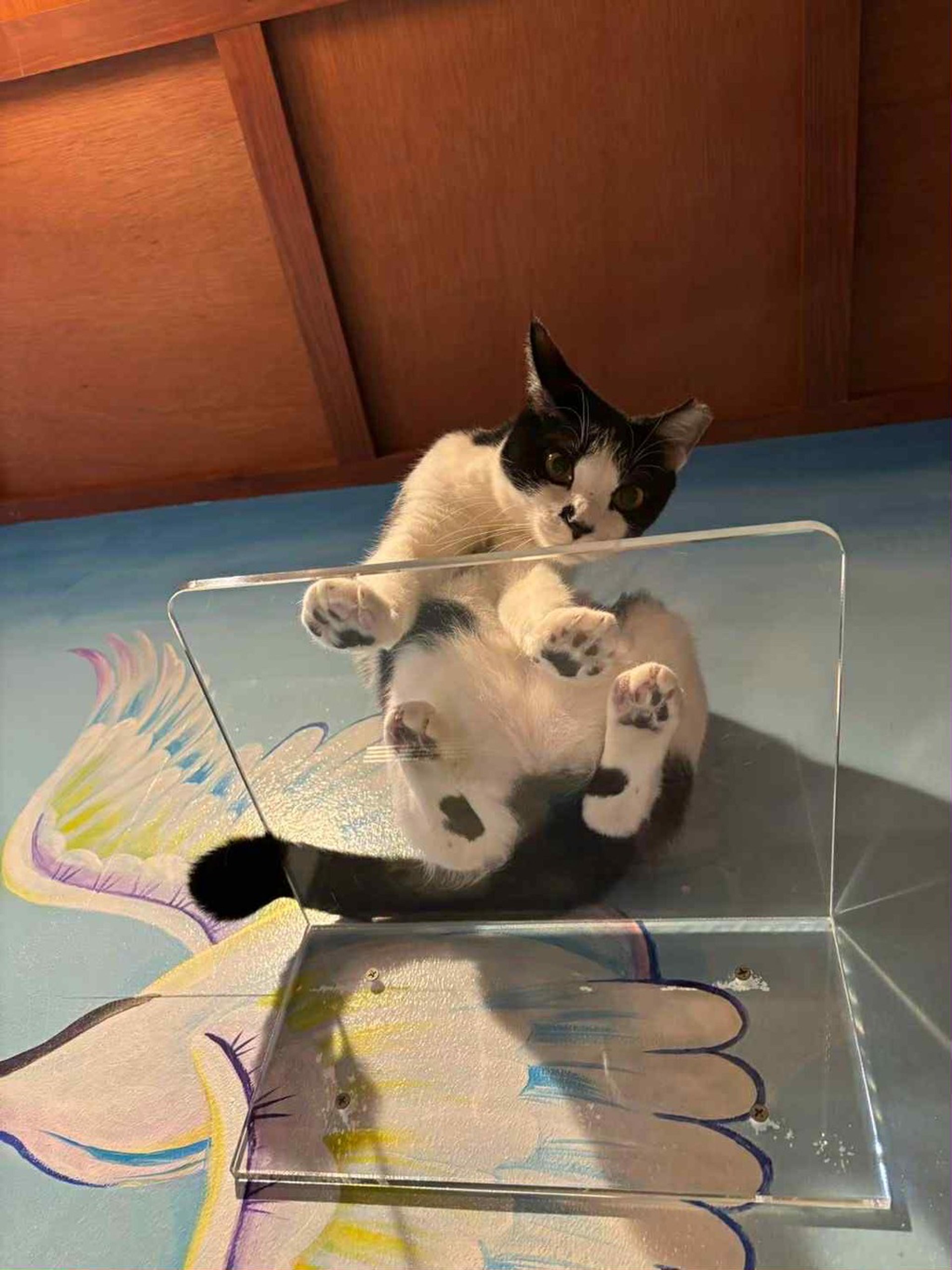 pet-image-3
