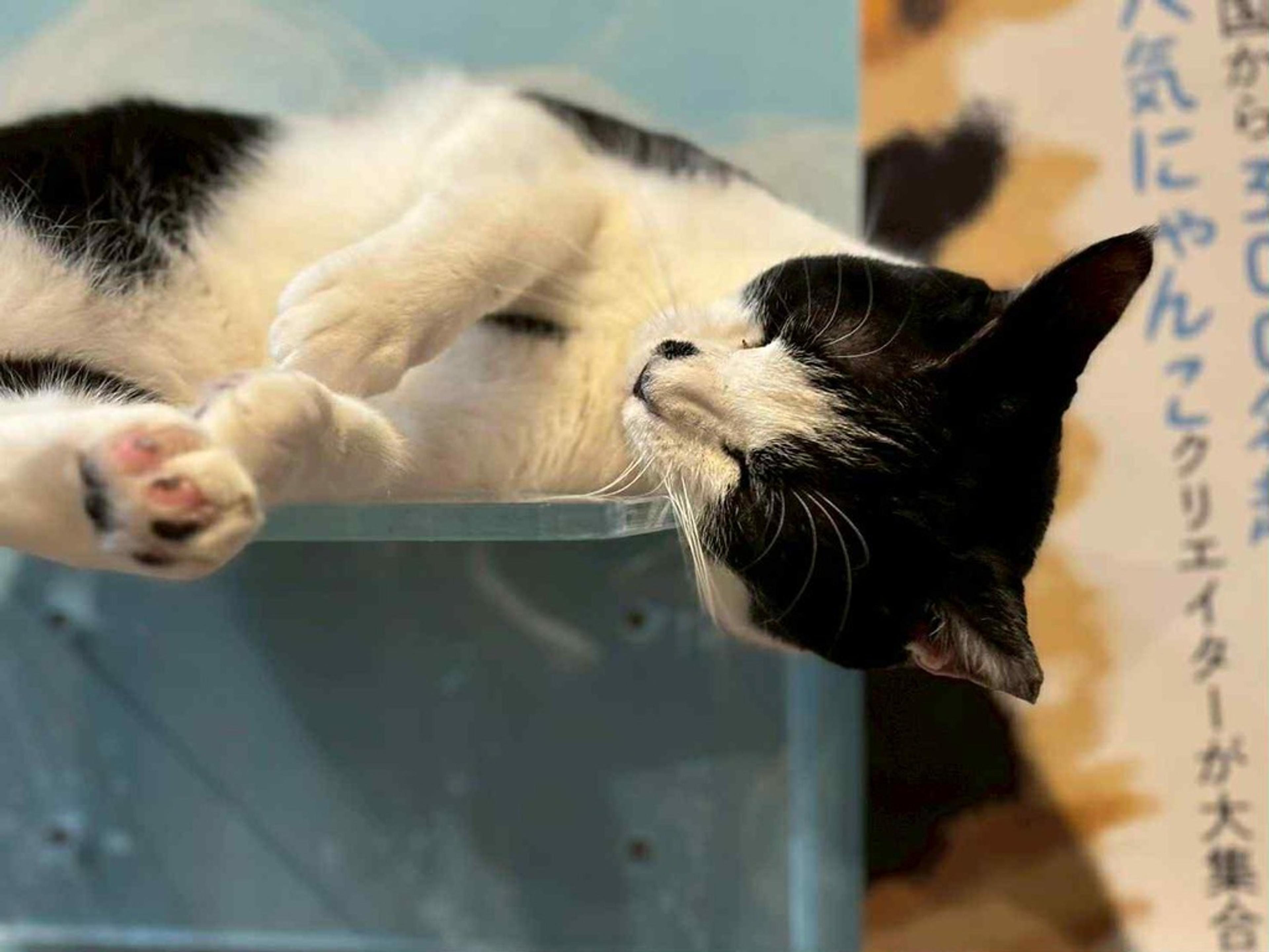 pet-image-6