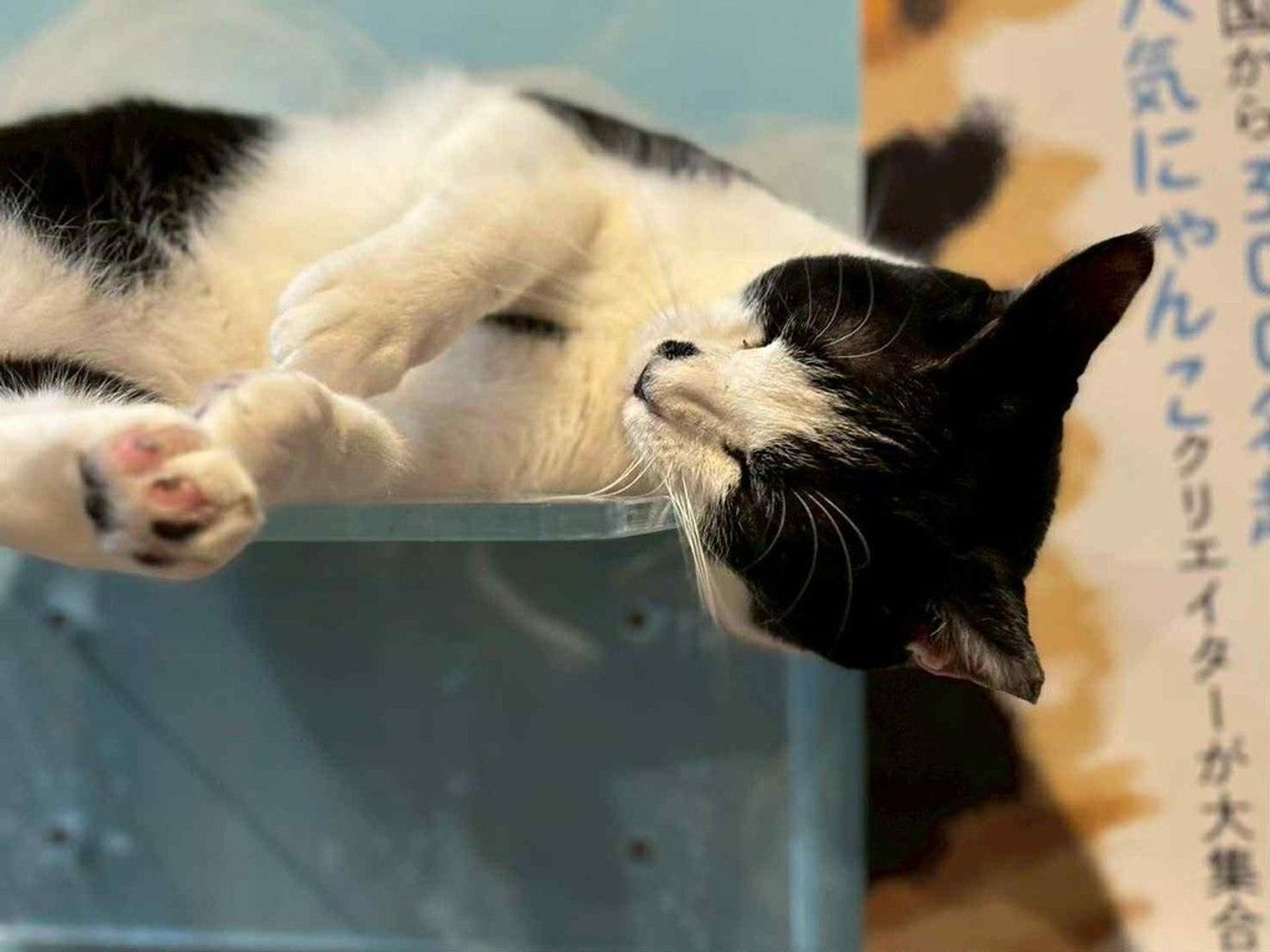 pet-image-6