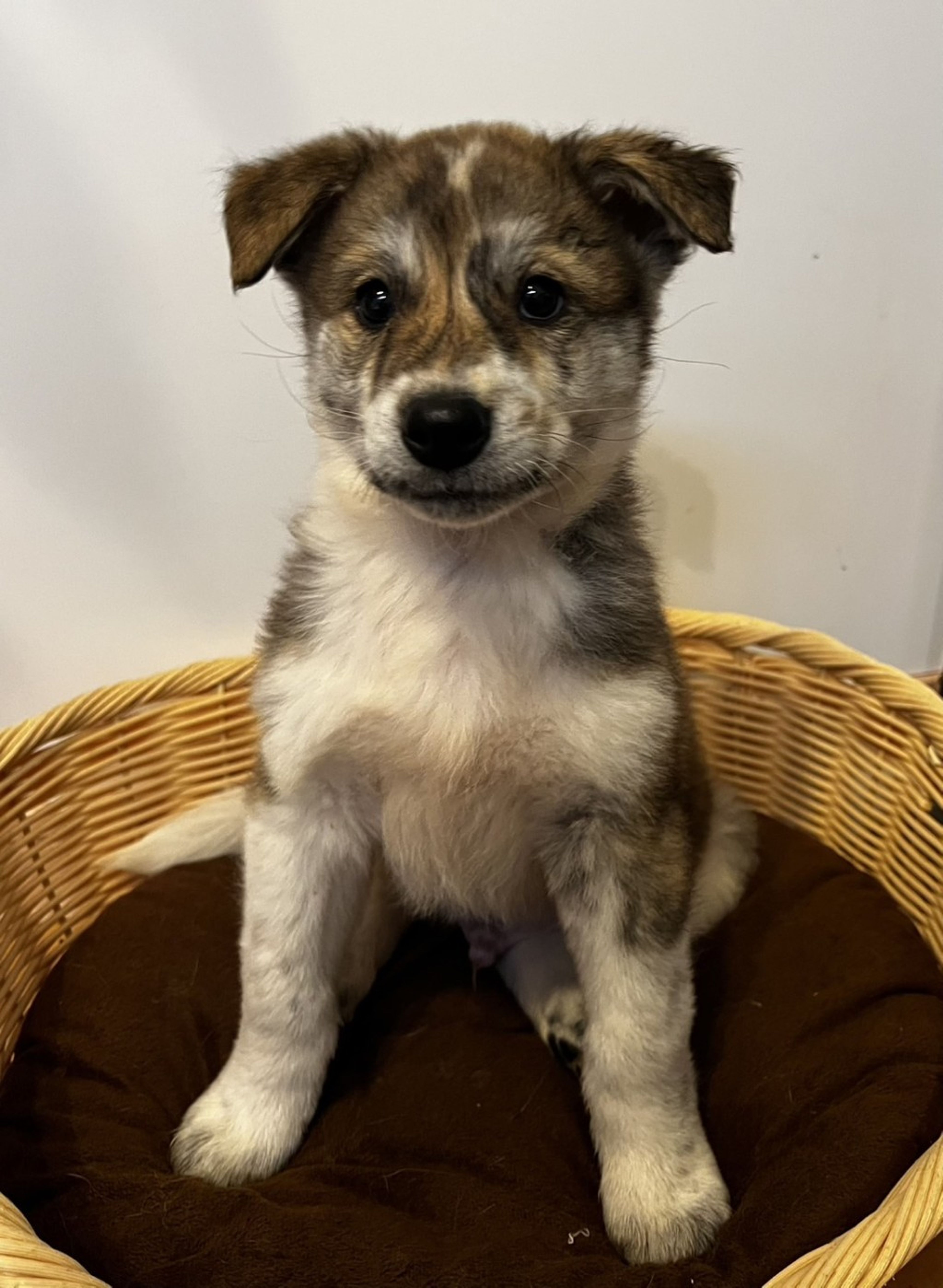 pet-image-2