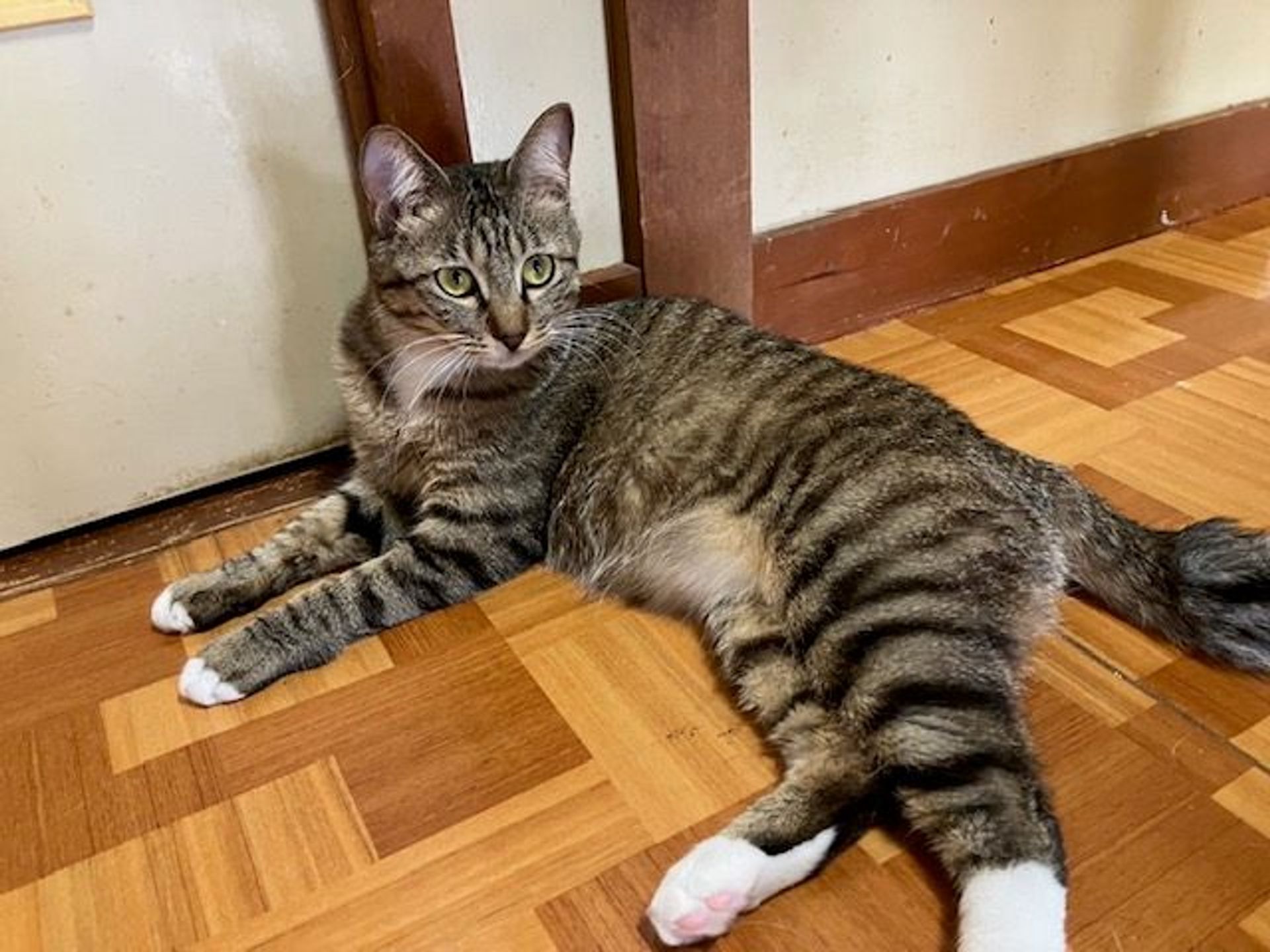 雑種（ミックス猫）・オスの里親募集の写真