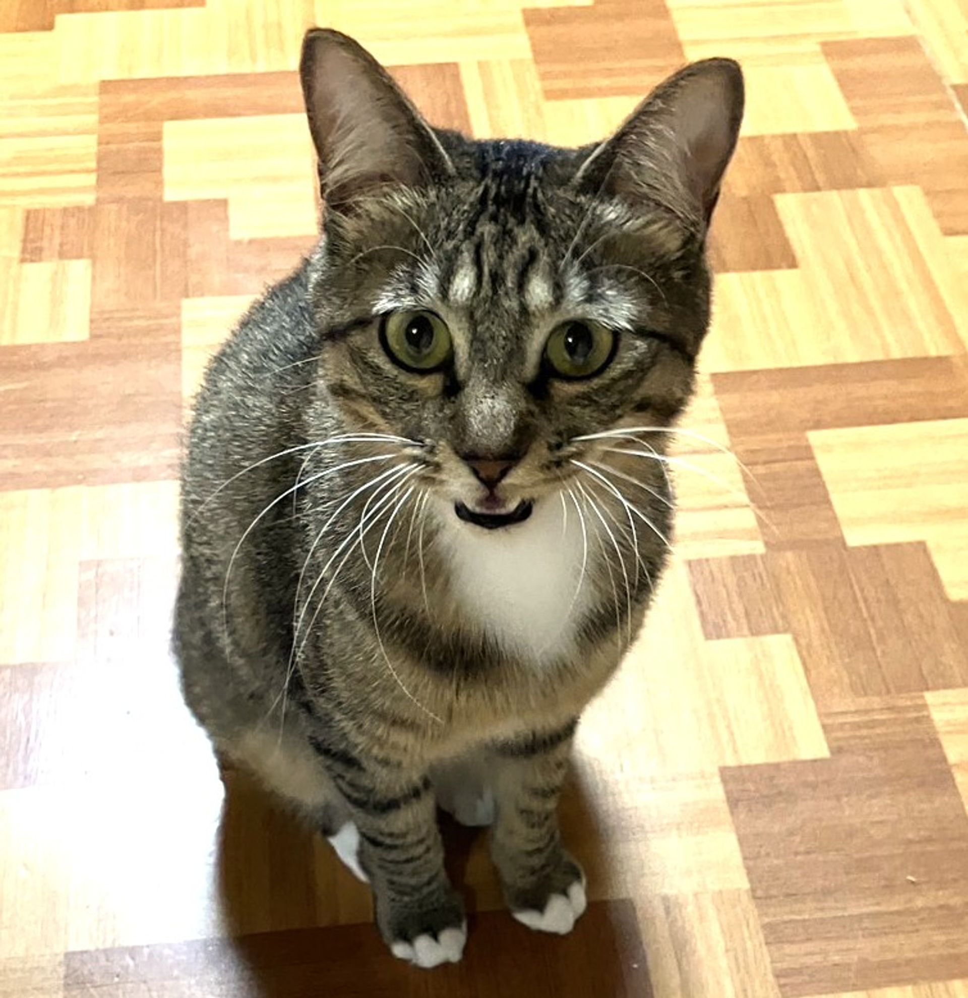 雑種（ミックス猫）・オスの里親募集の写真