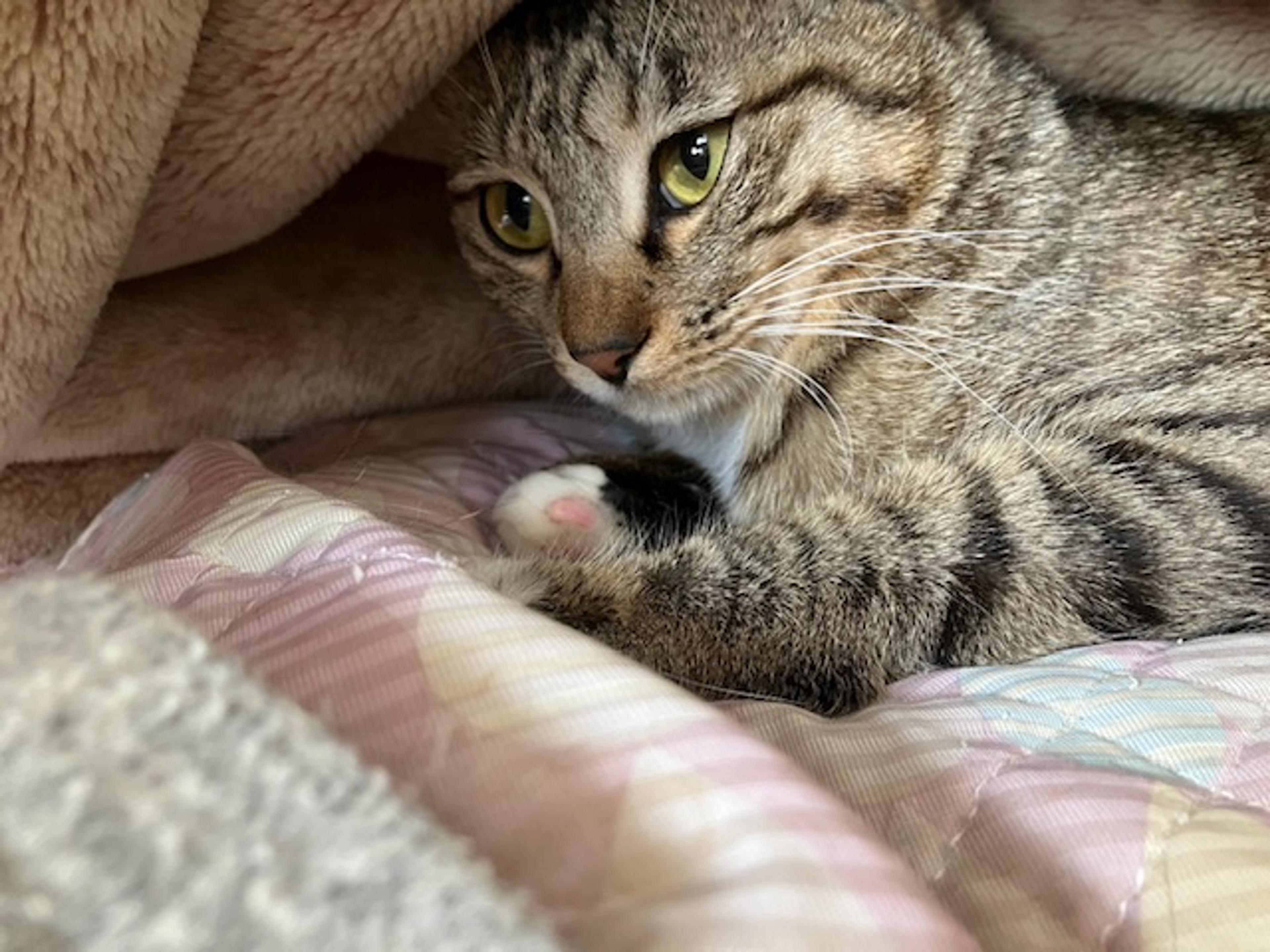 pet-image-4