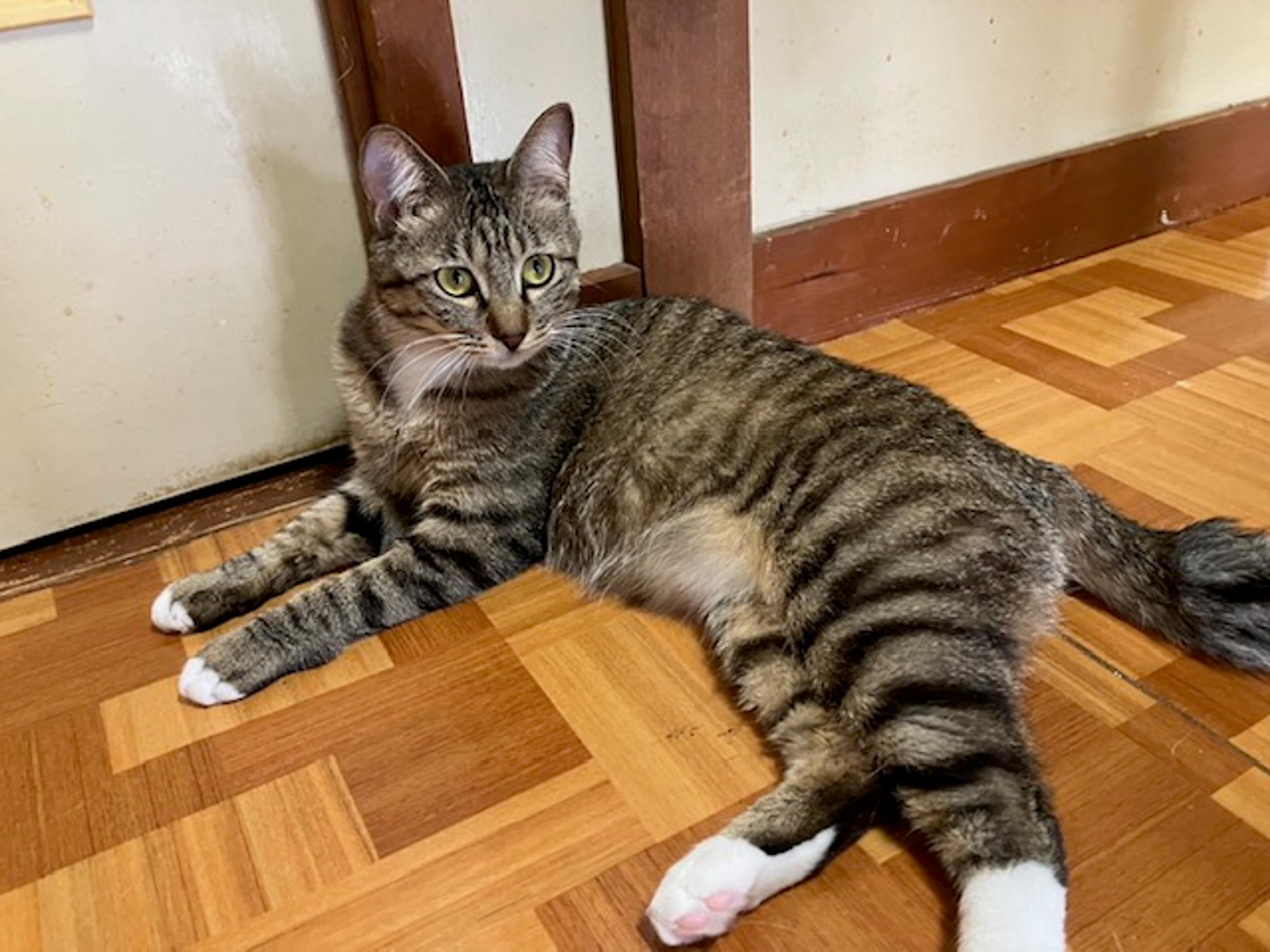 pet-image-2