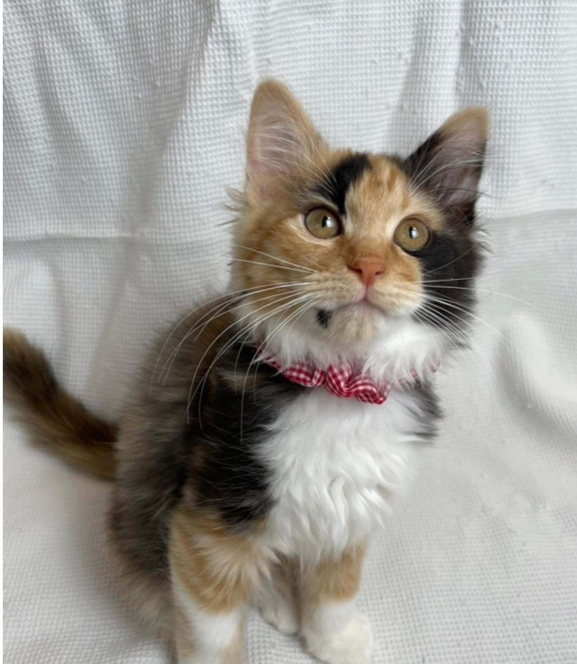 pet-image-3